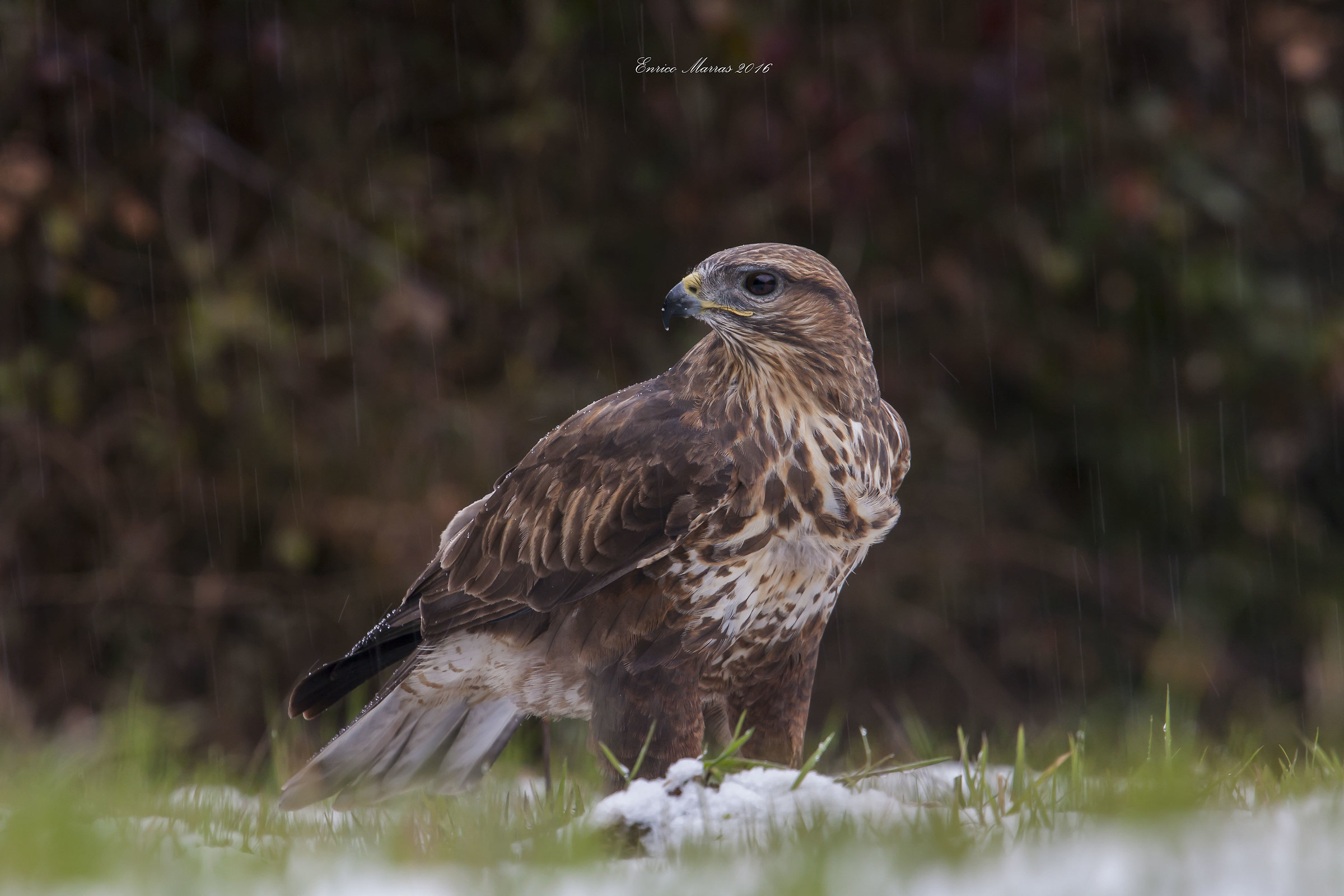 B.buteo arrigonii under hail