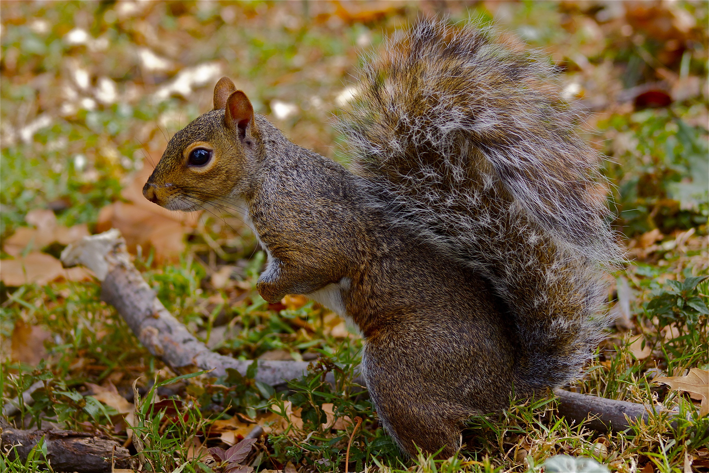 squirrel 1