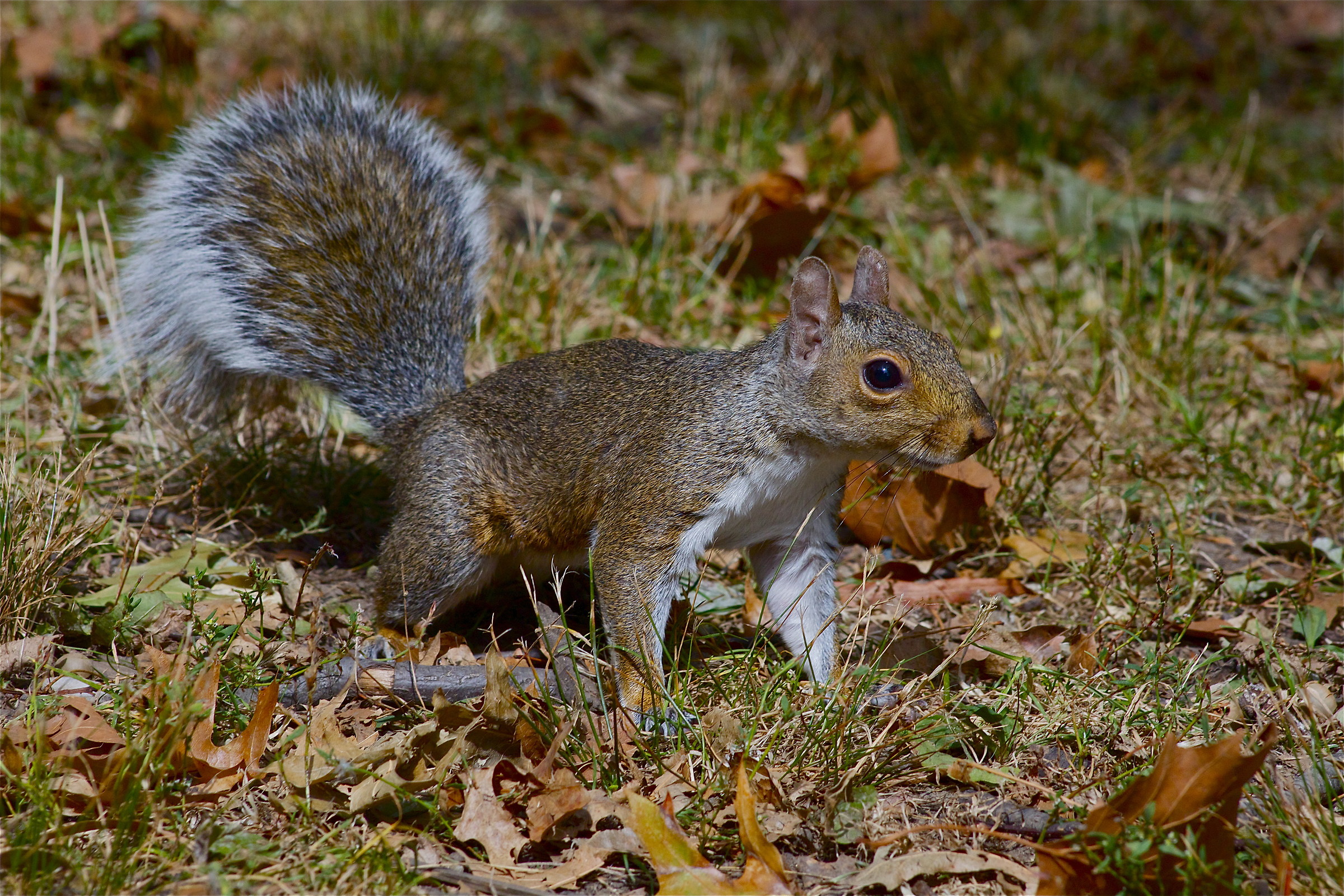 squirrel 2