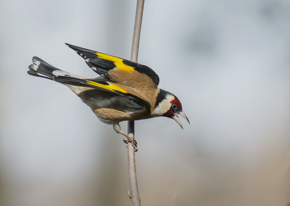 goldfinch anto