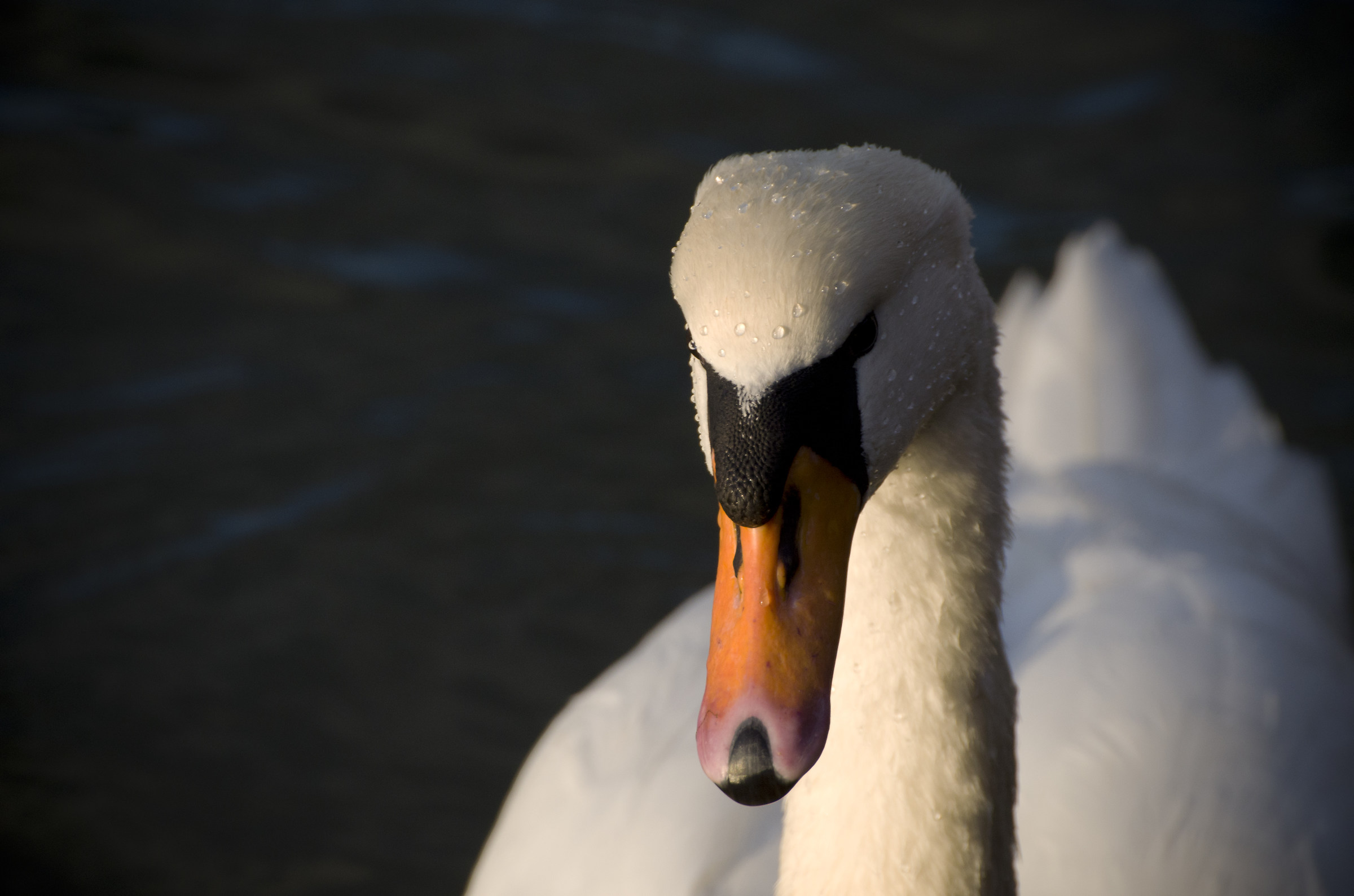 il classico cigno curioso