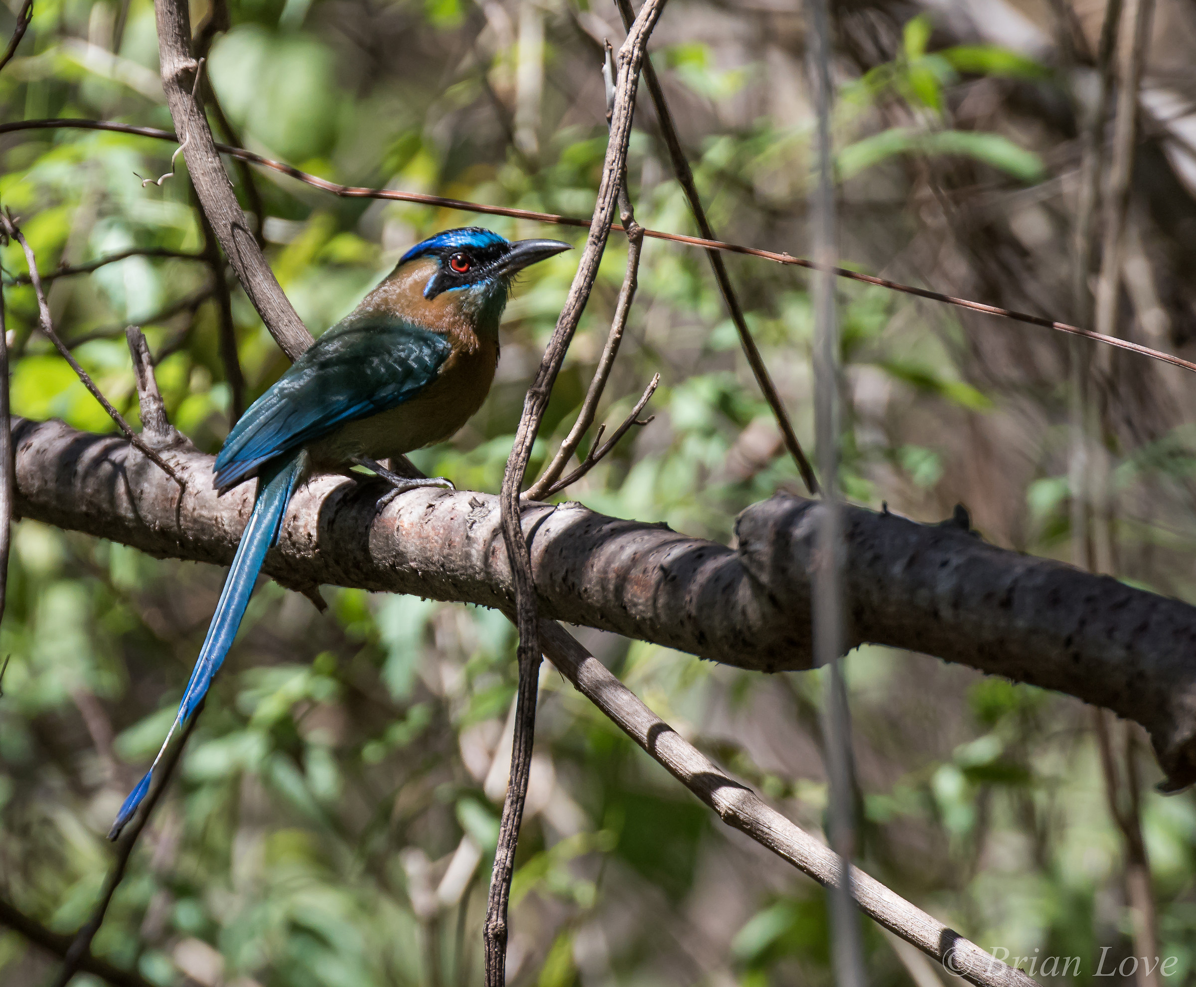 Tra il Jungle Vines - momotus momota