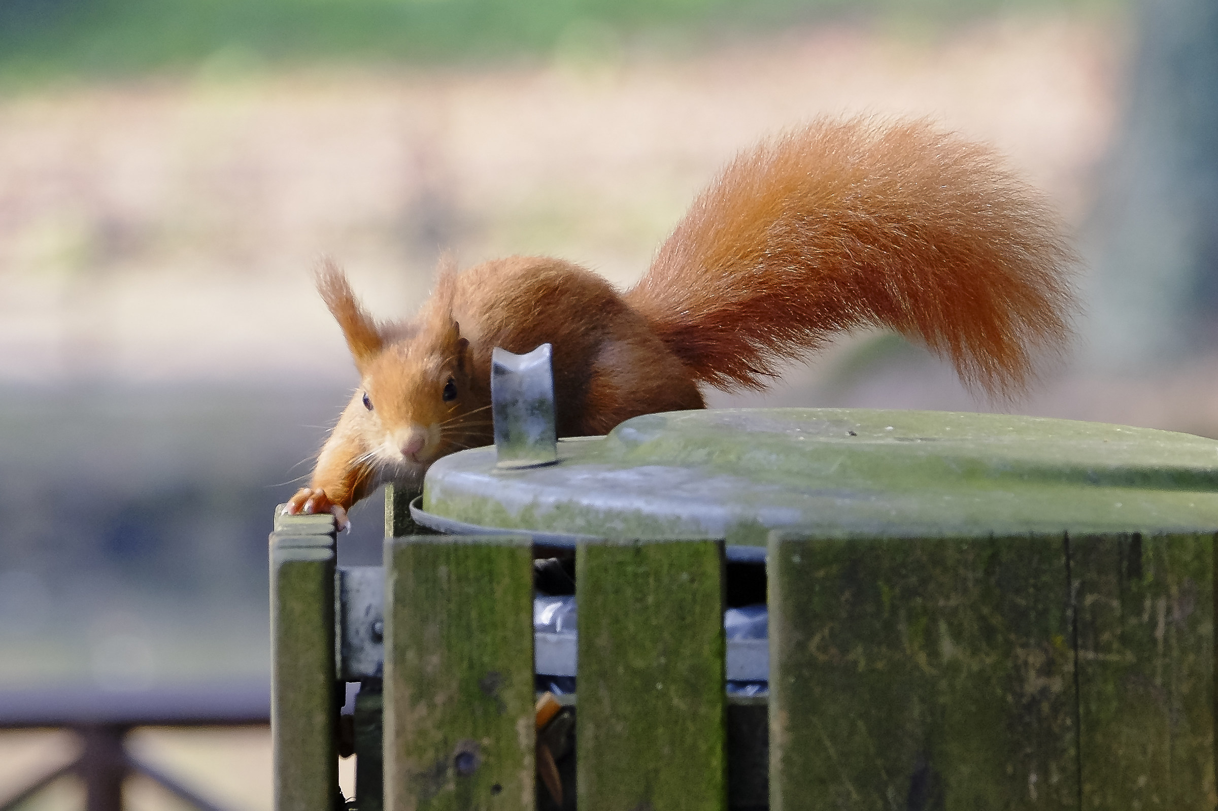 Ivan Giuseppe-correre sul bordo-Parco di monza