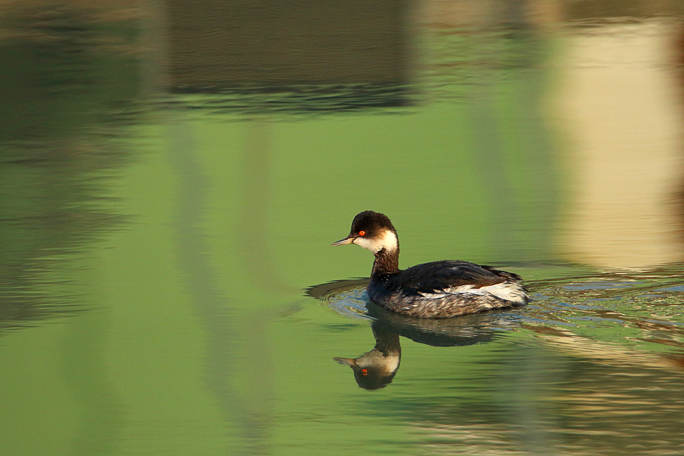 Black-necked Grebe