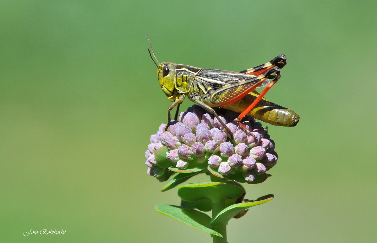 Fantasy...sul sedum...
