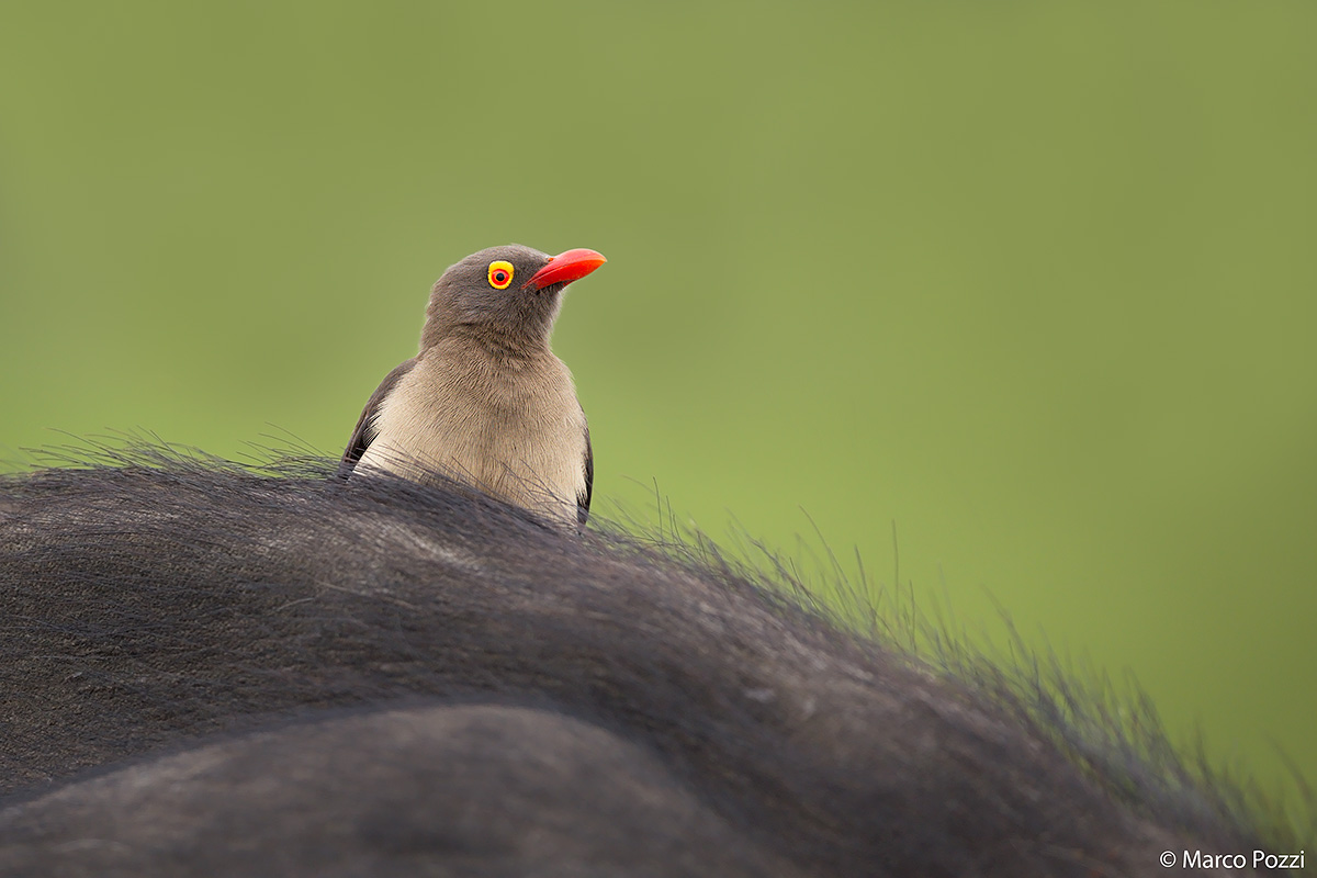 The Oxpecker on Buffalo