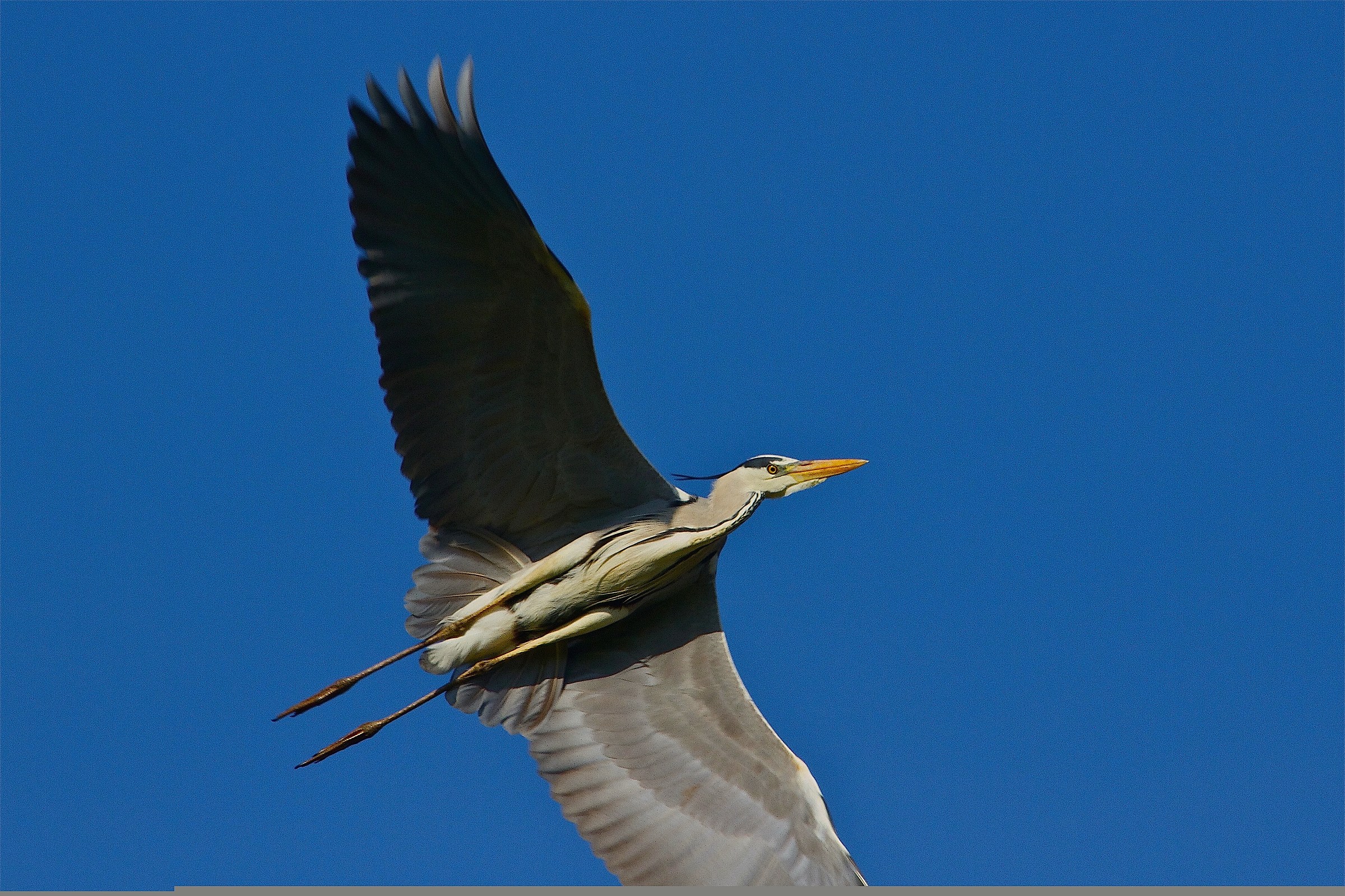 beccolungo è tornato