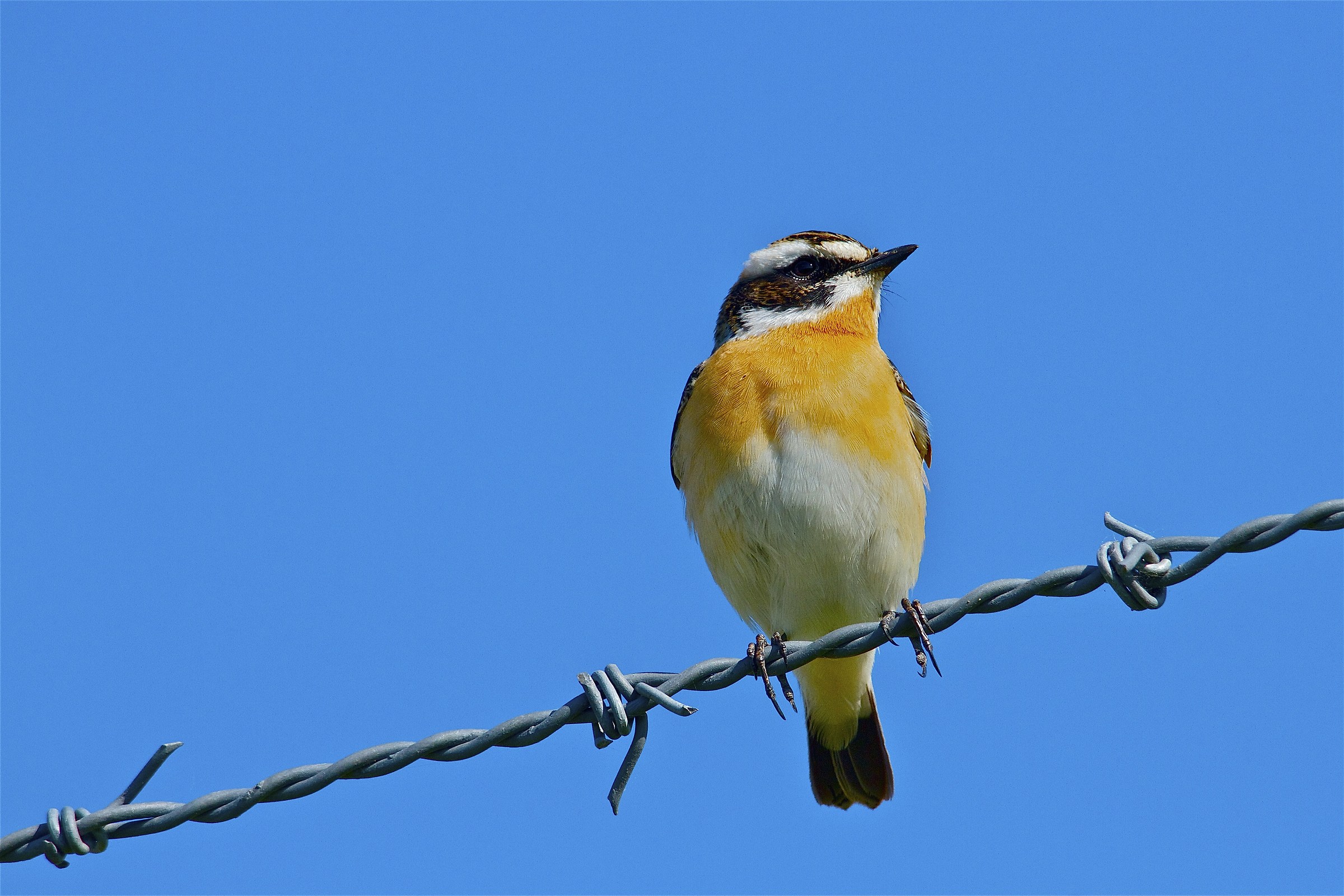 il filo spinato non mi ferma