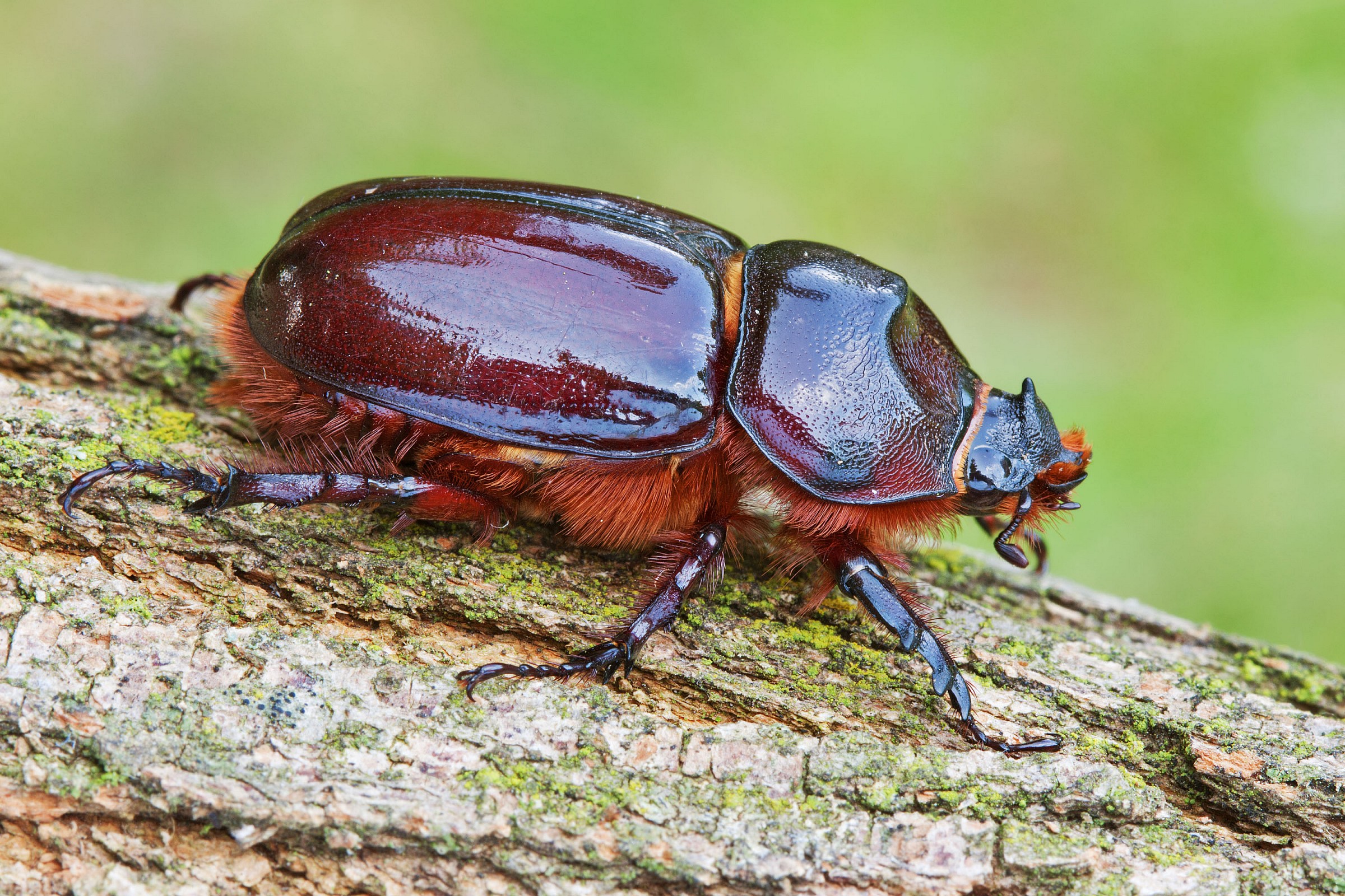 Oryctes nasicornis (Linnaeus, 1758) female