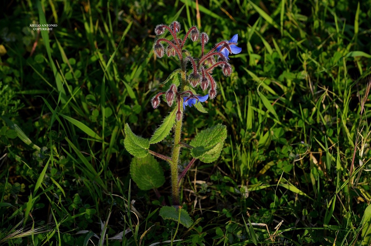Borago officinalis