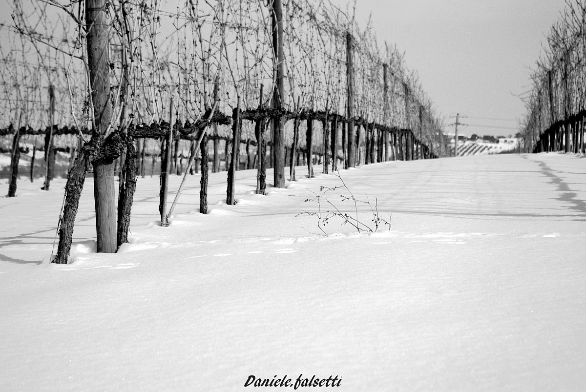 Vigne with snow
