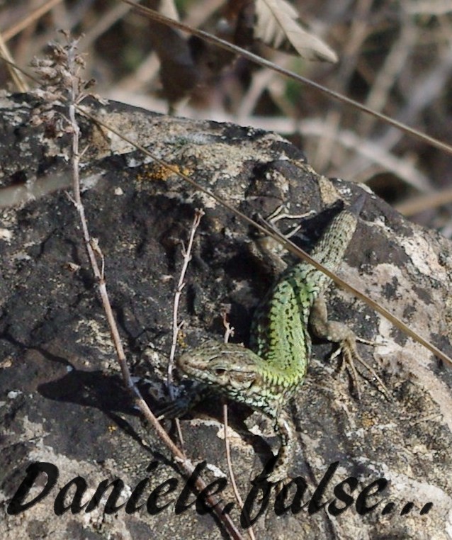 lizard in february