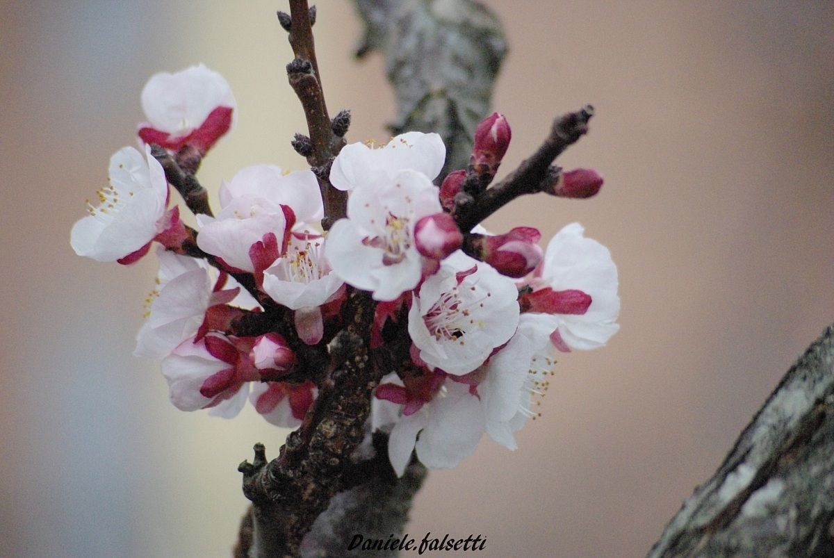 early flowering apricots