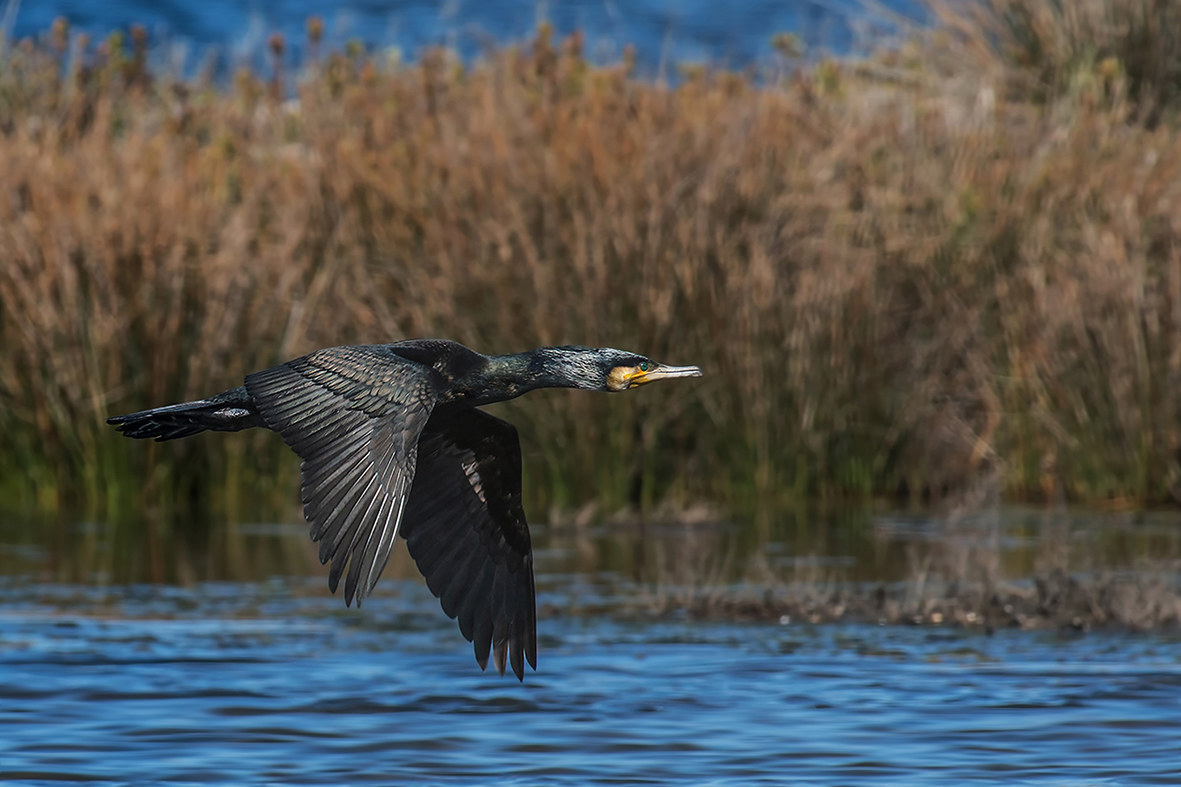 cormorant flying