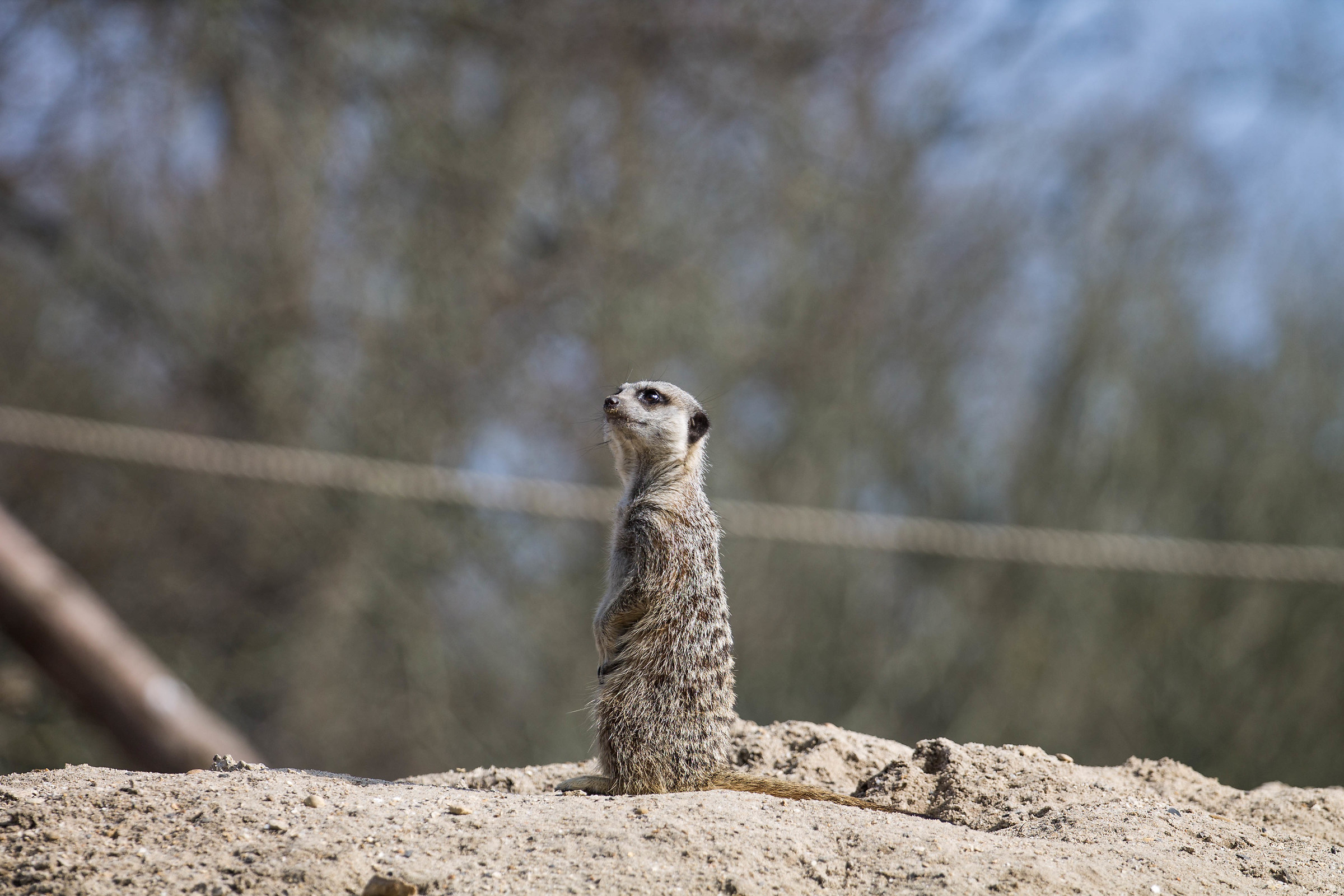 Longleat Safari Park