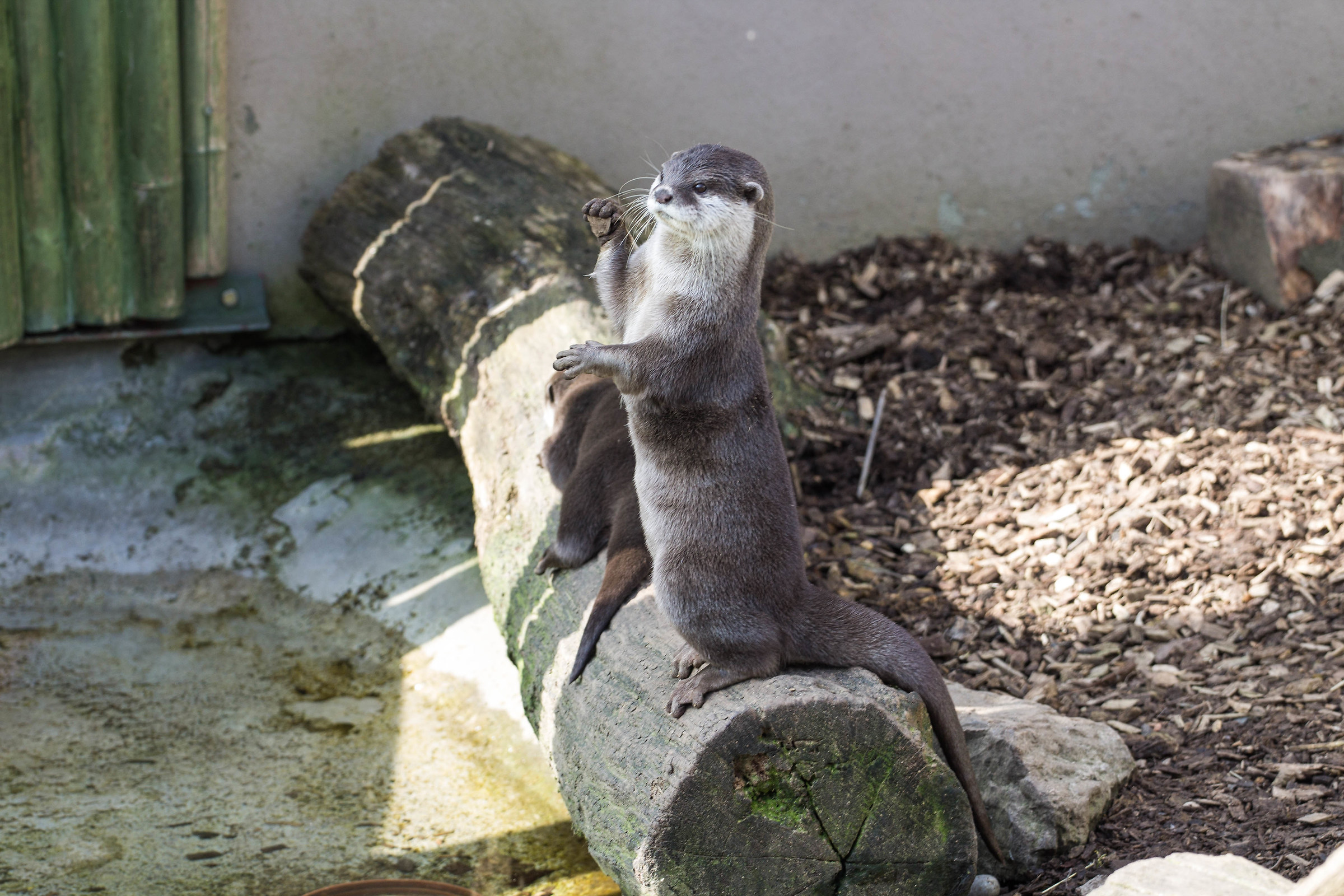 Longleat Safari Park