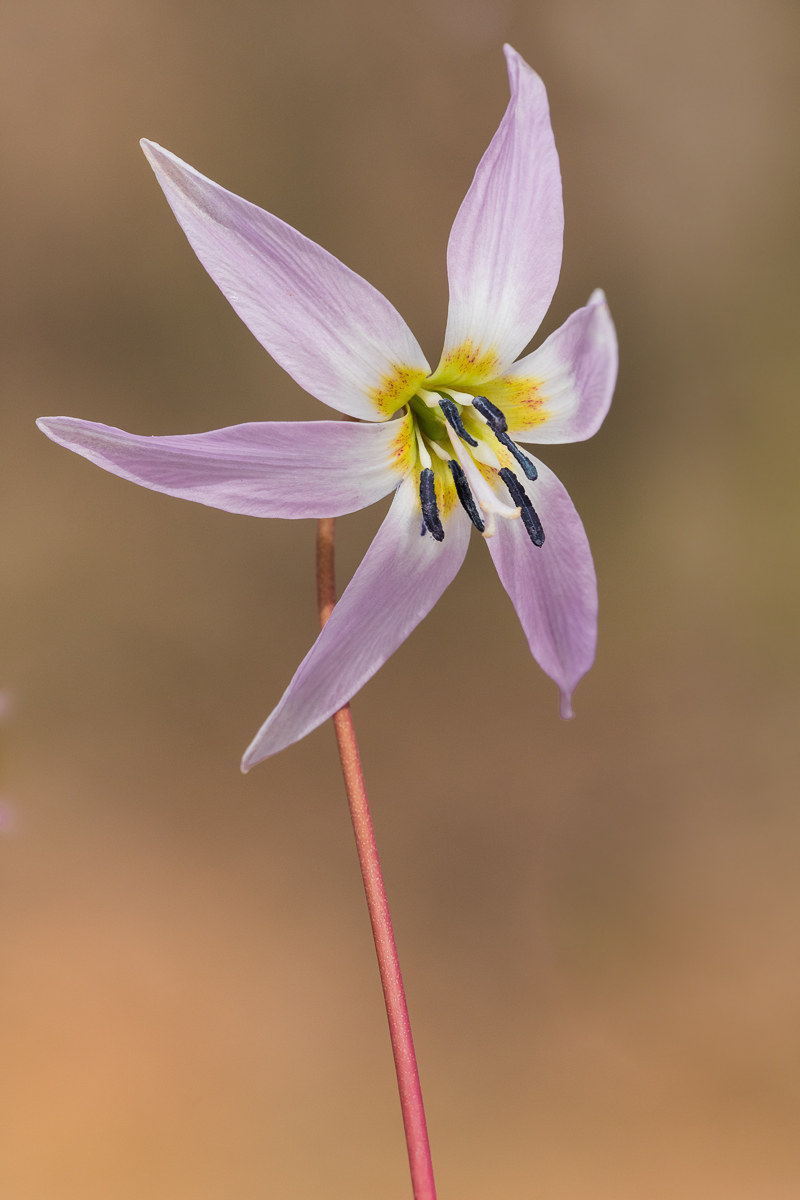 Un piccolo giglio, il Dente di cane...