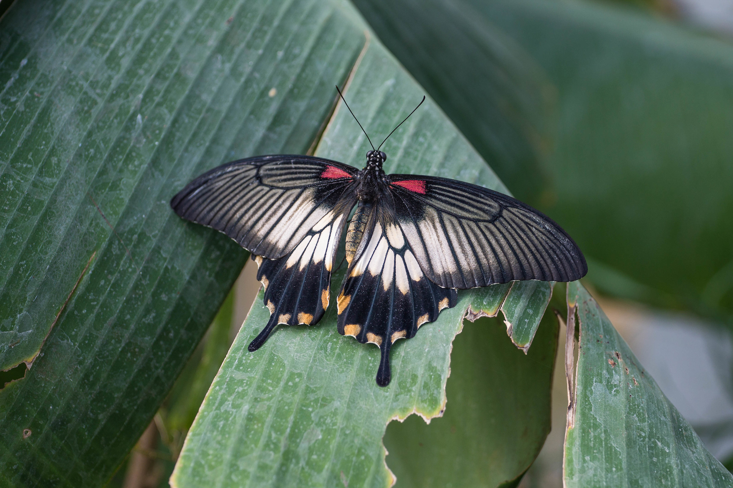 Longleat Safari Park