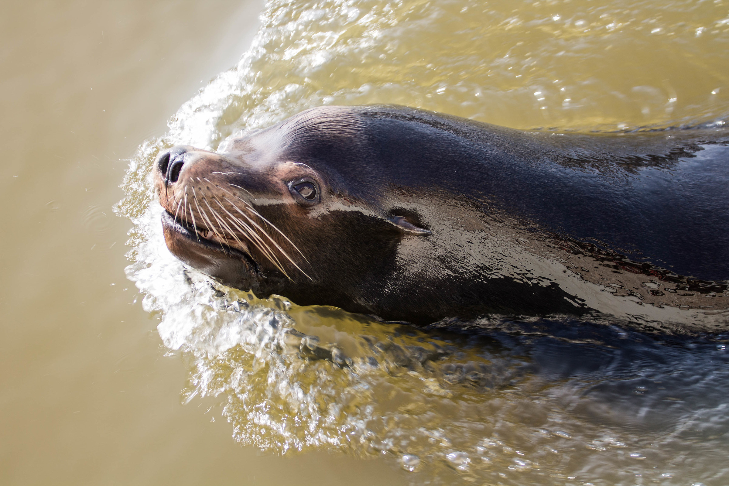 Longleat Safari Park