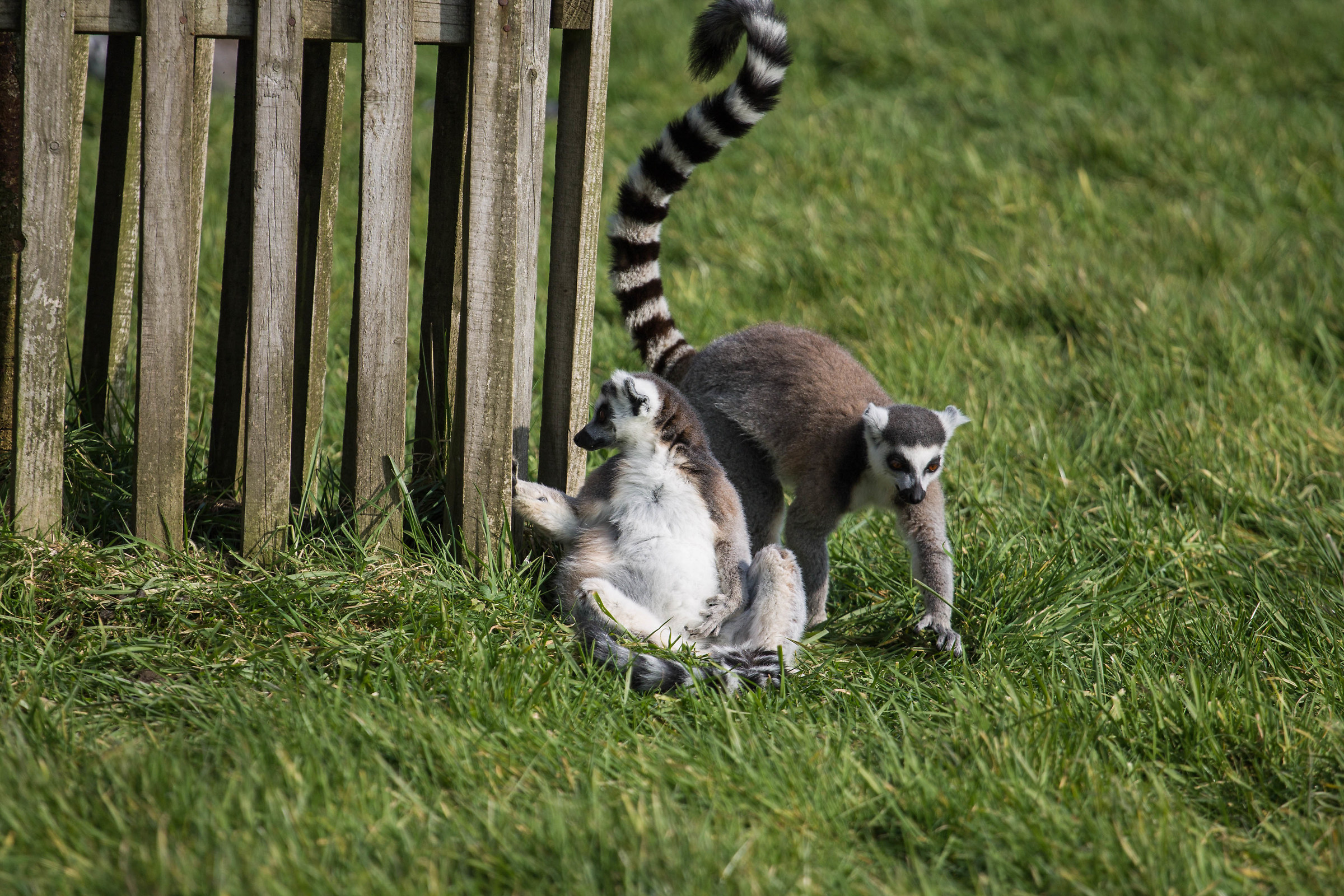Longleat Safari Park