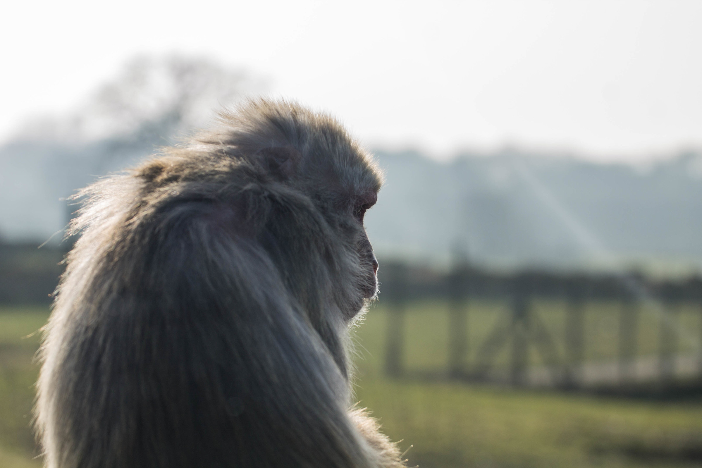 Longleat Safari Park