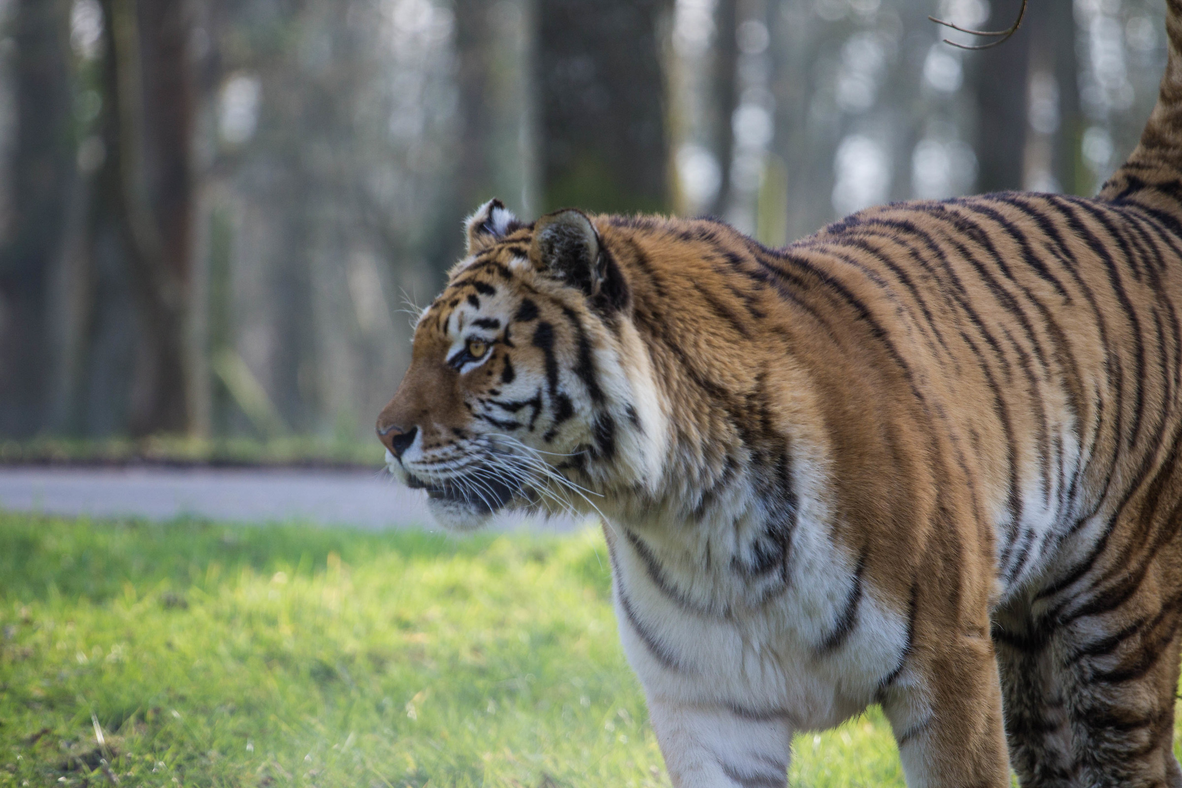 Longleat Safari Park