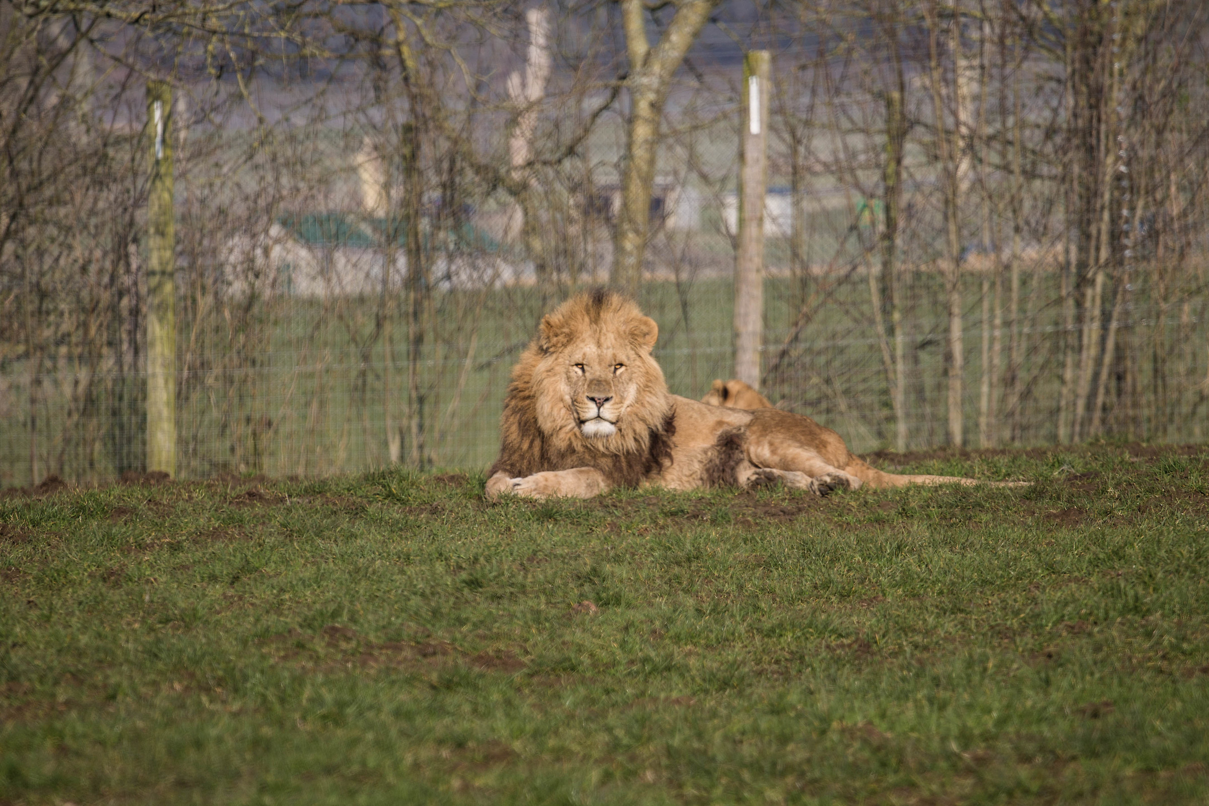 Longleat Safari Park