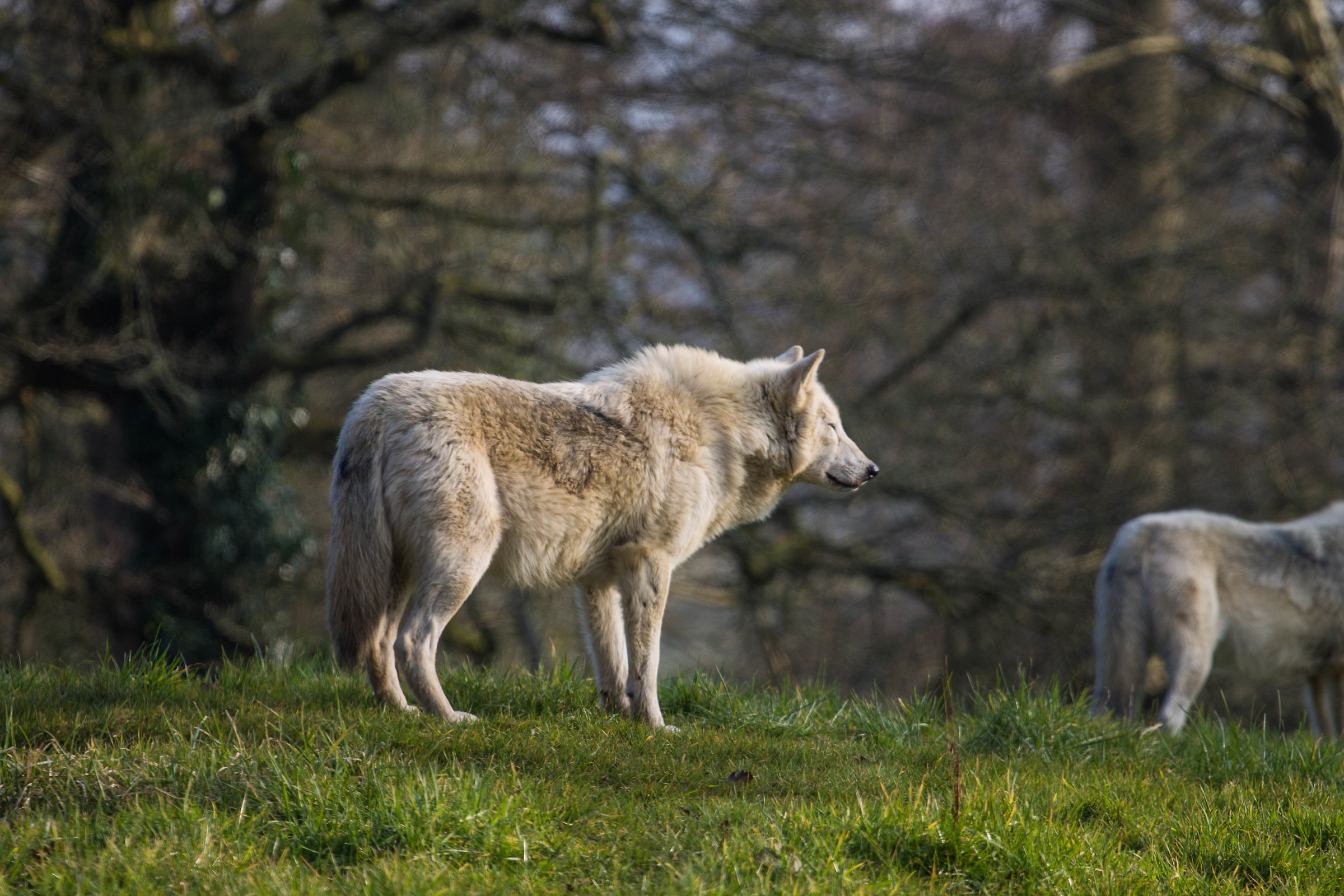 Longleat Safari Park
