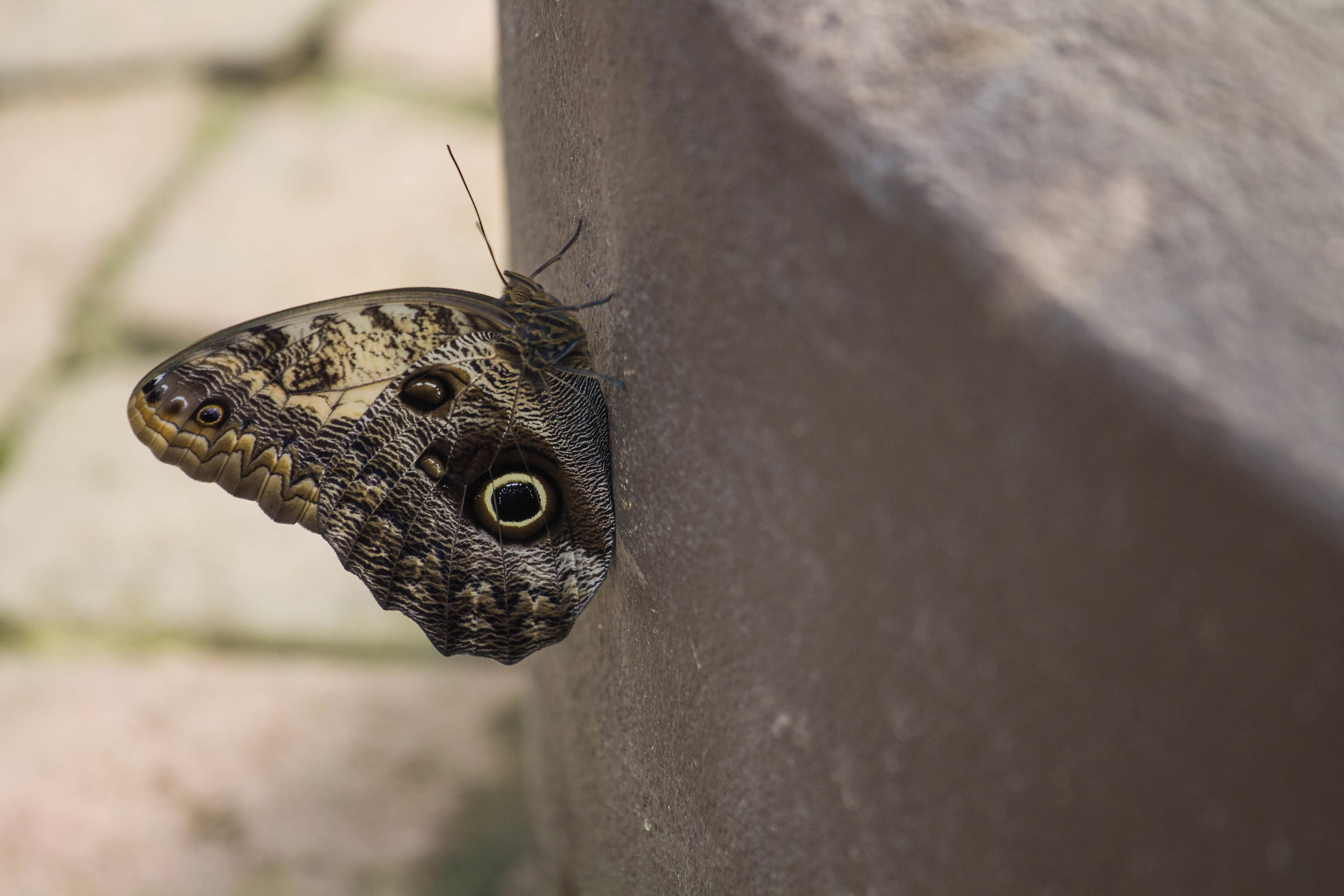 Longleat Safari Park