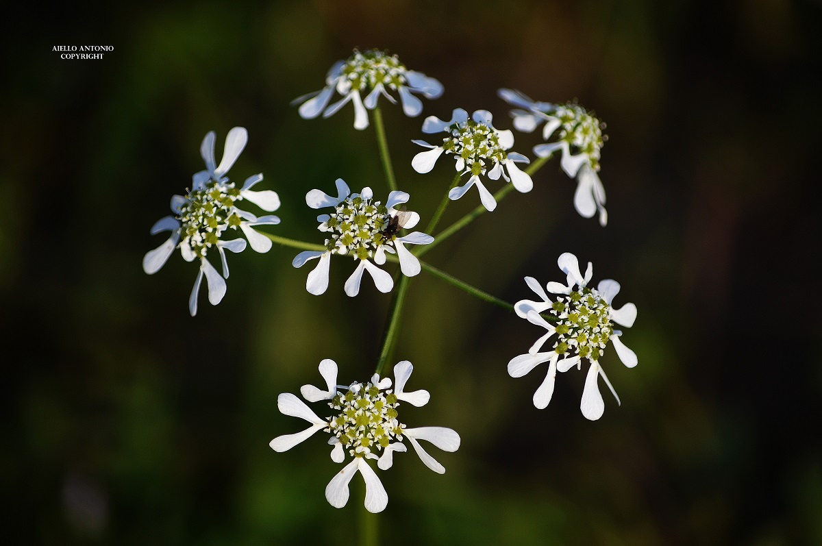 coriander