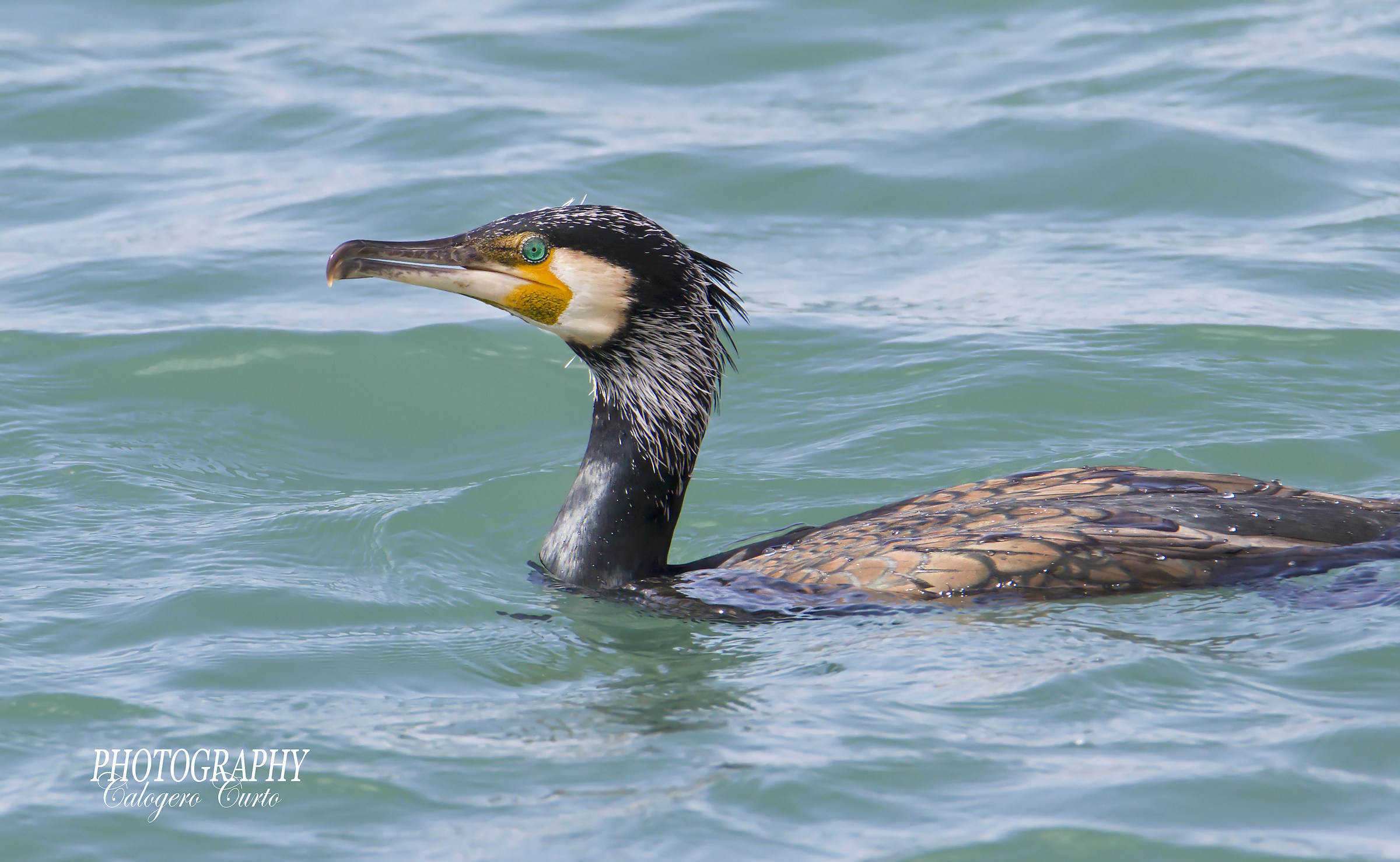 Cormorant