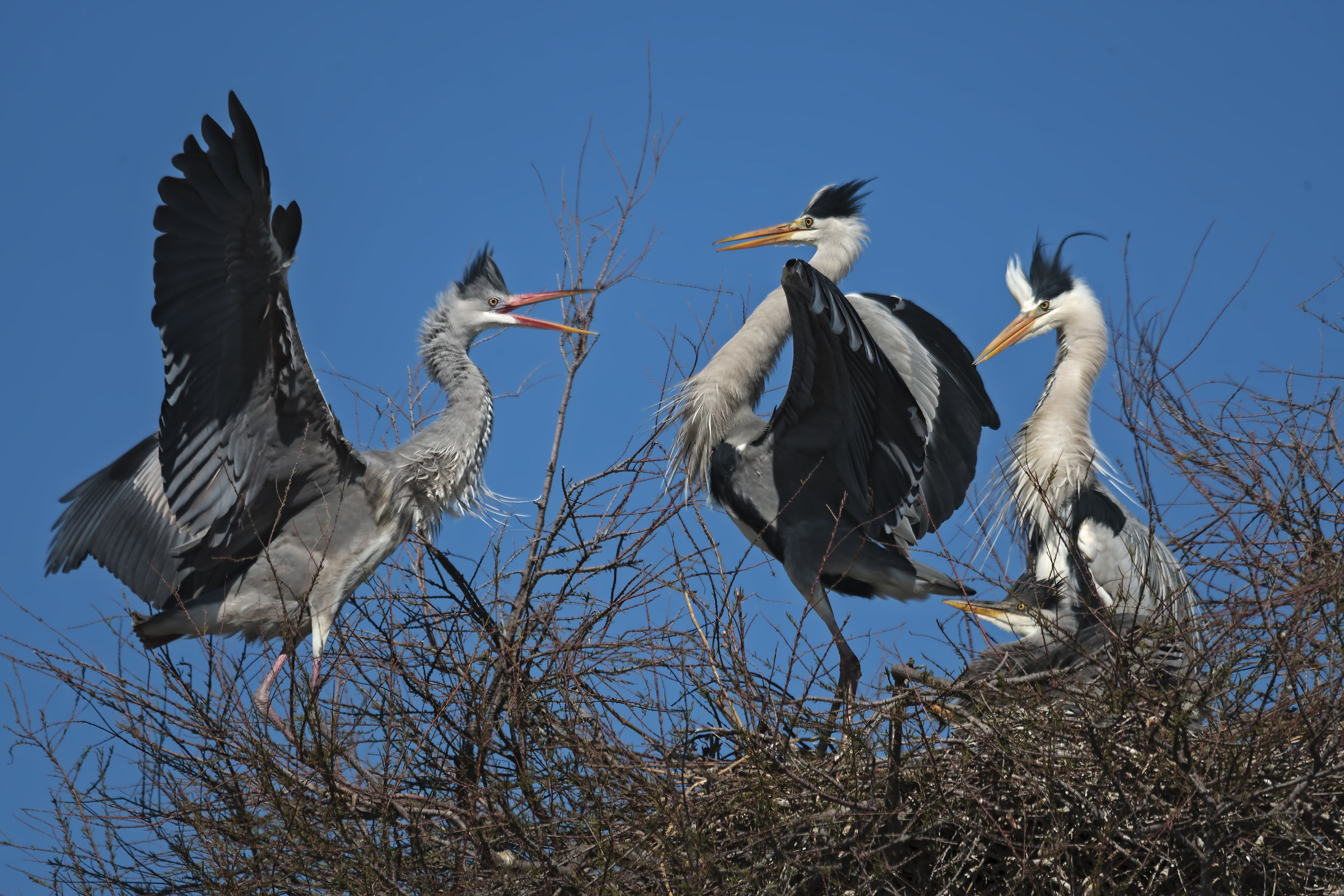 in defense of the nest