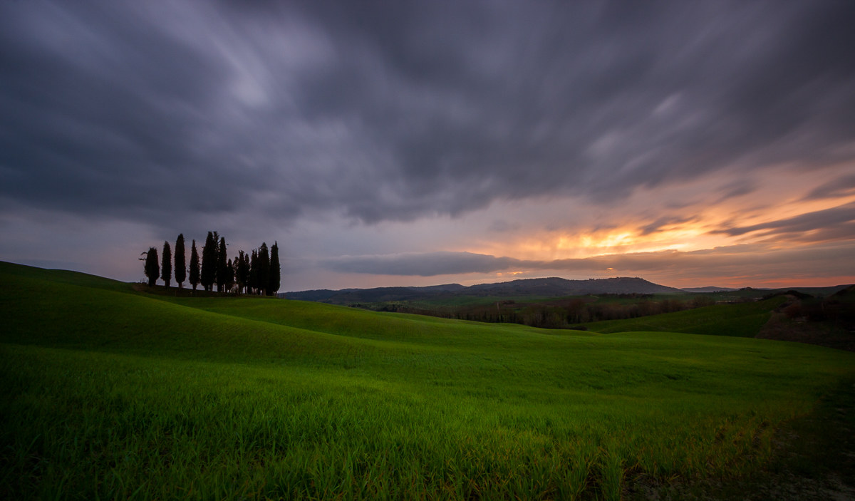 I cipressini nell'ultima luce
