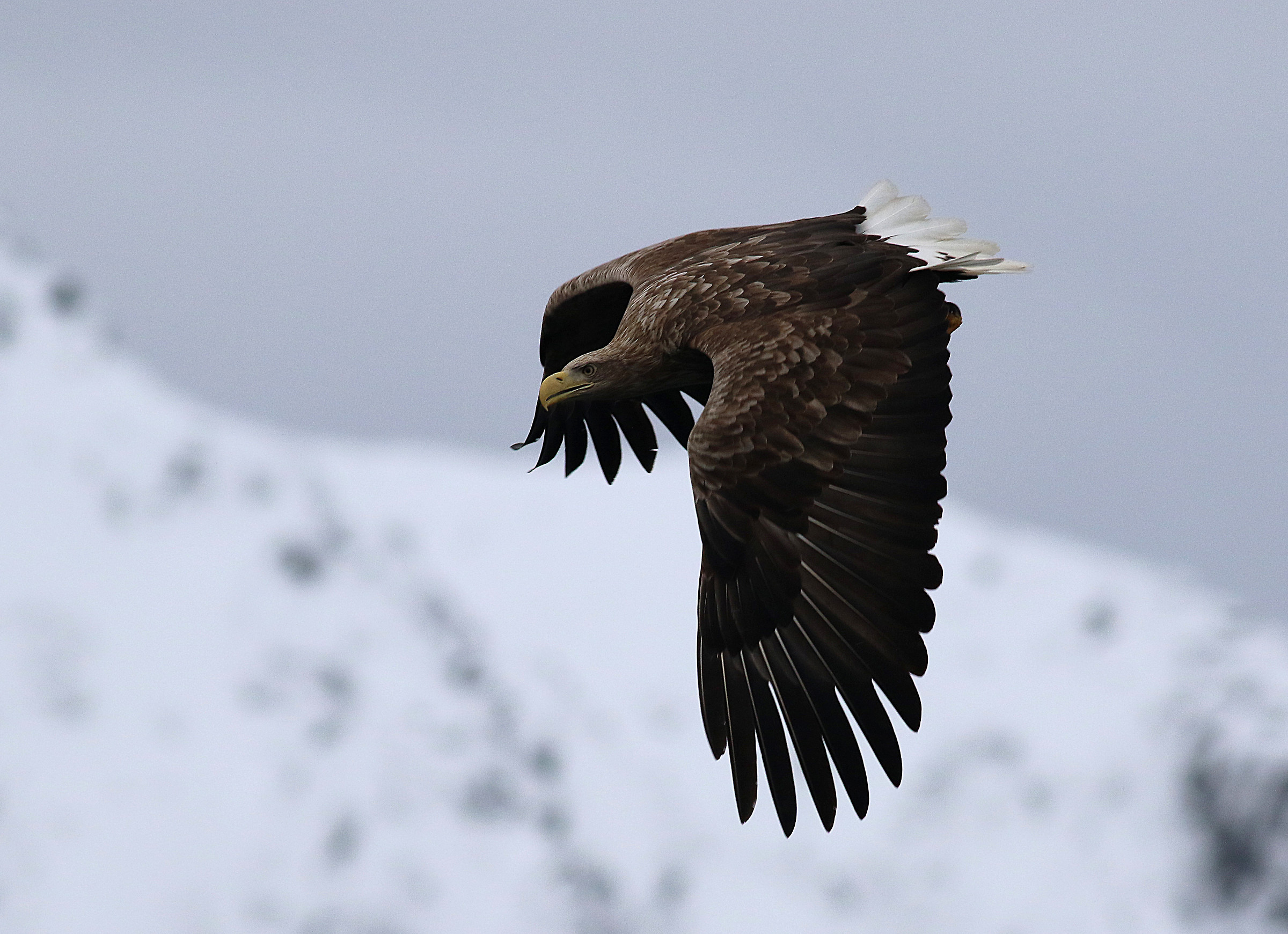 Sea Eagle.
