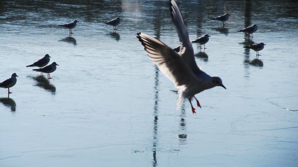 lago trasimeno , planando sul ghiaccio