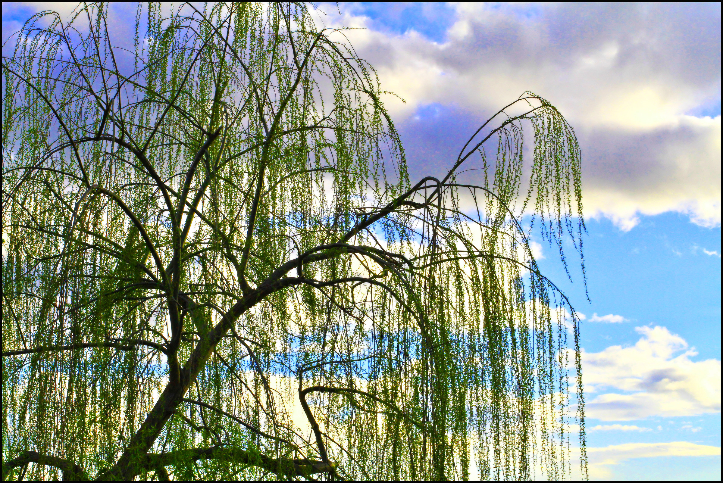 altavillese campaign ...