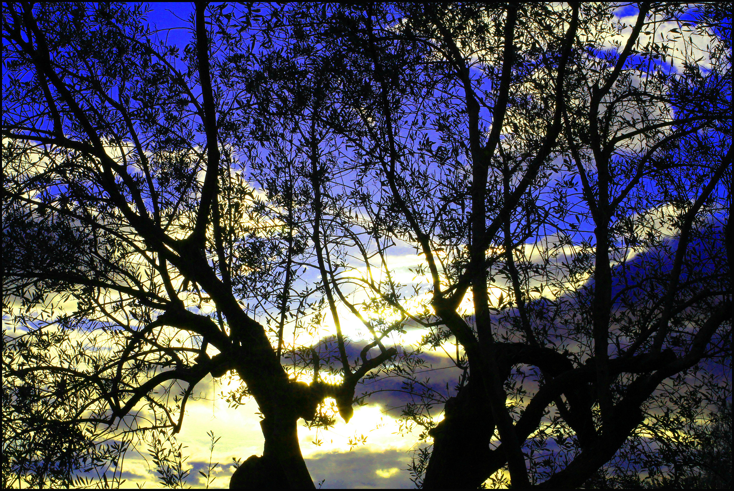 altavillese campaign ...