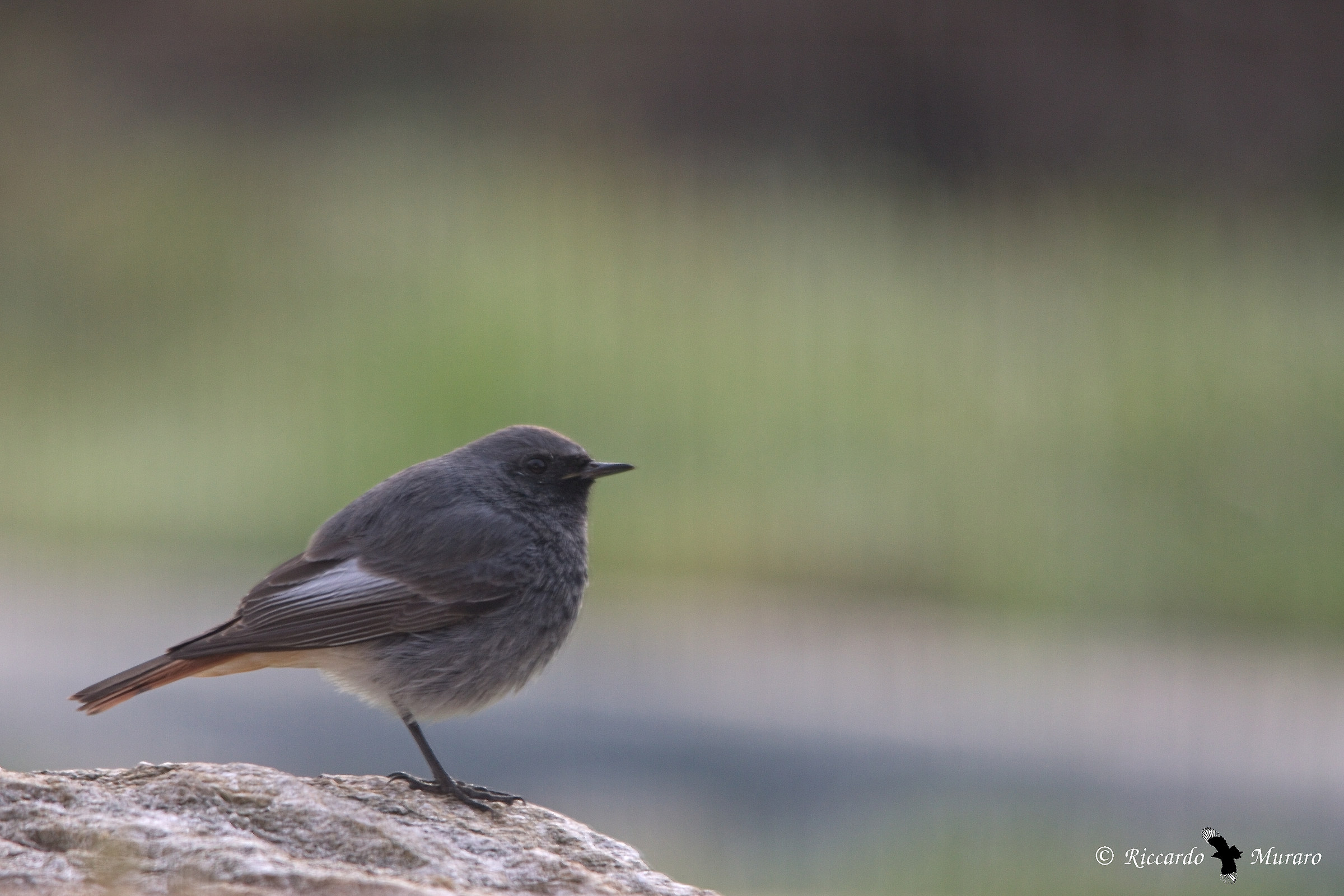 Chimney sweep Redstart (Phoenicurus ochruros)