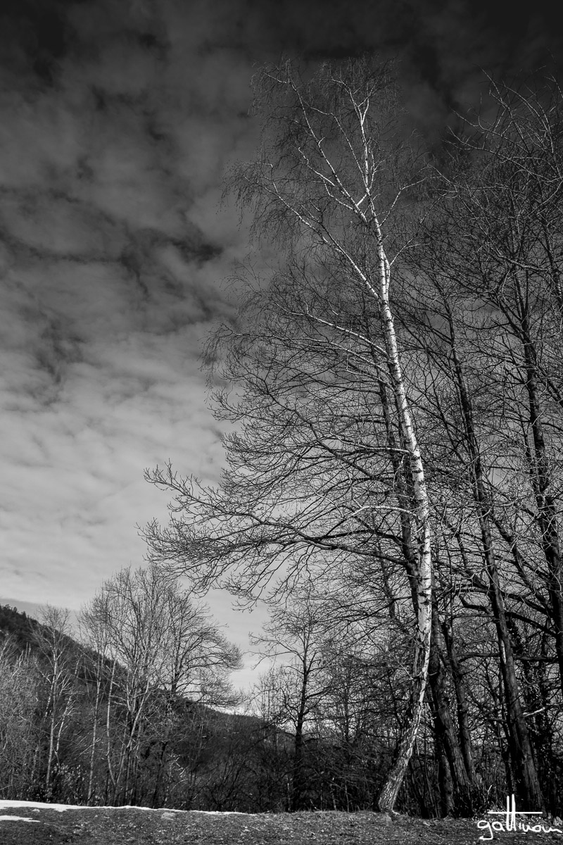 winter sky _ betullarco