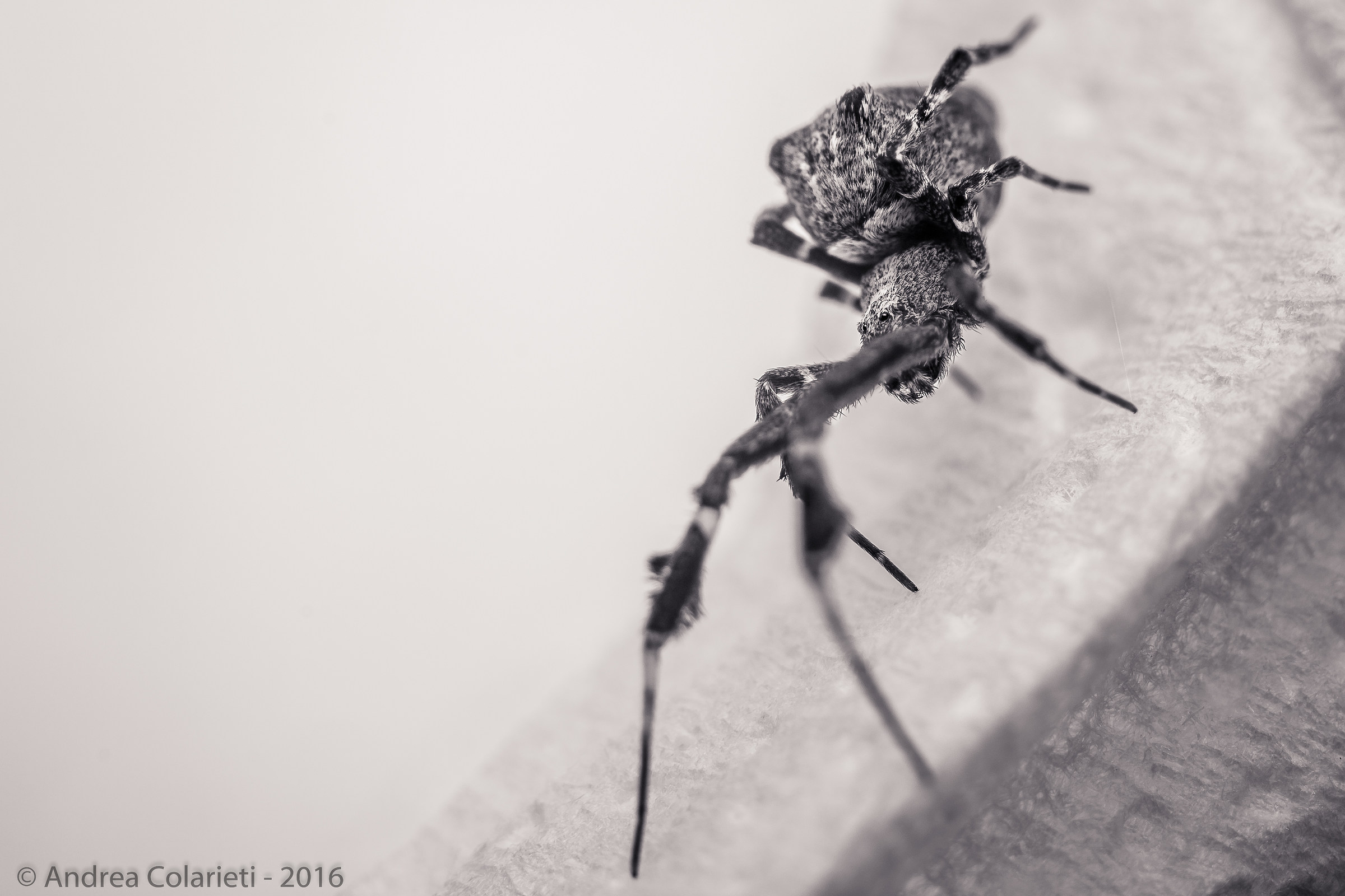 Lady Uloborus plumipes