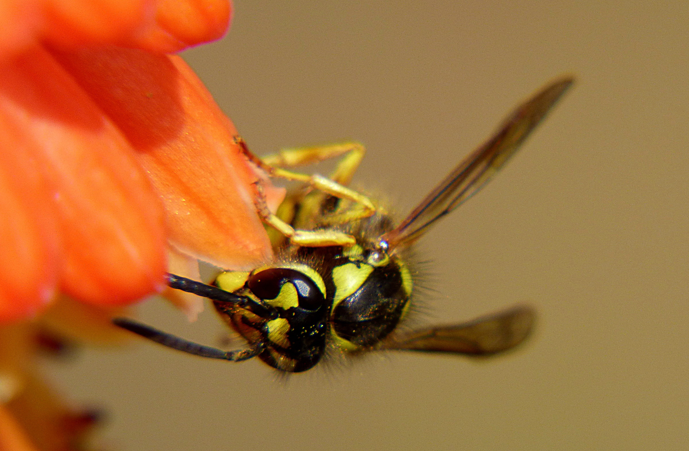 Alla ricerca del nettare perduto