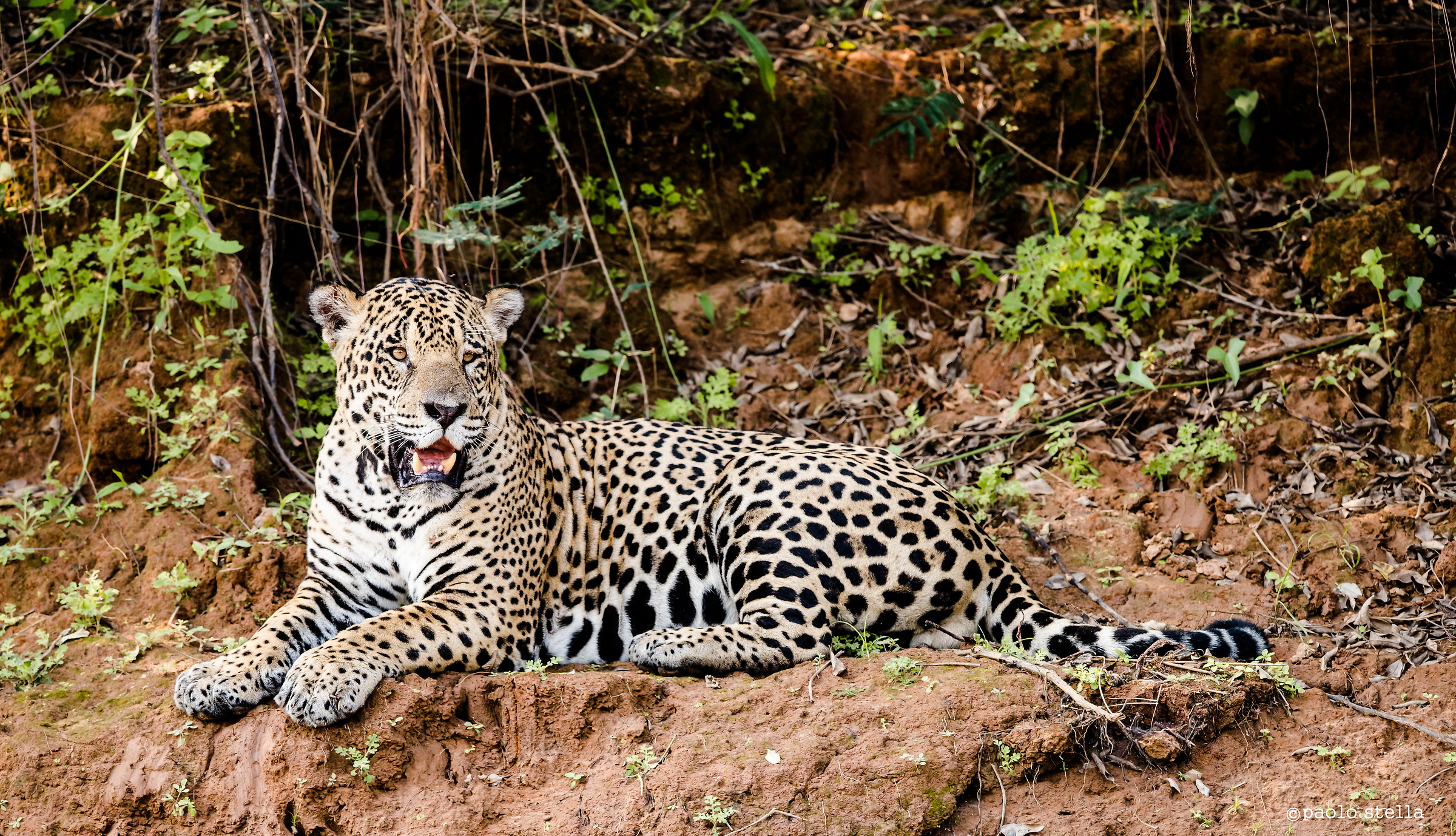 Jaguar, King of the Pantanal