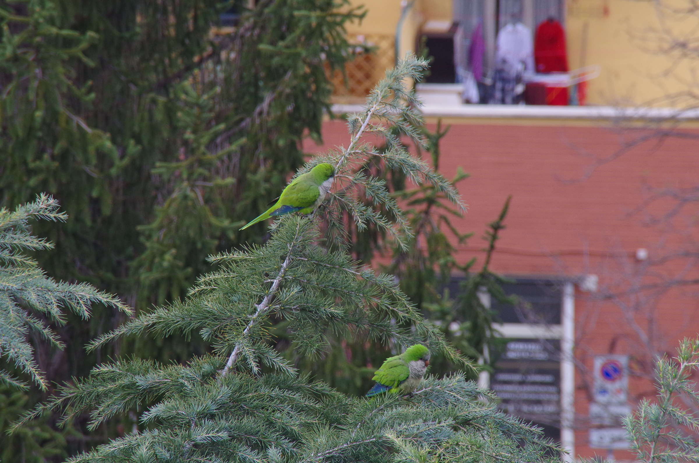 Parrots in Rome 2