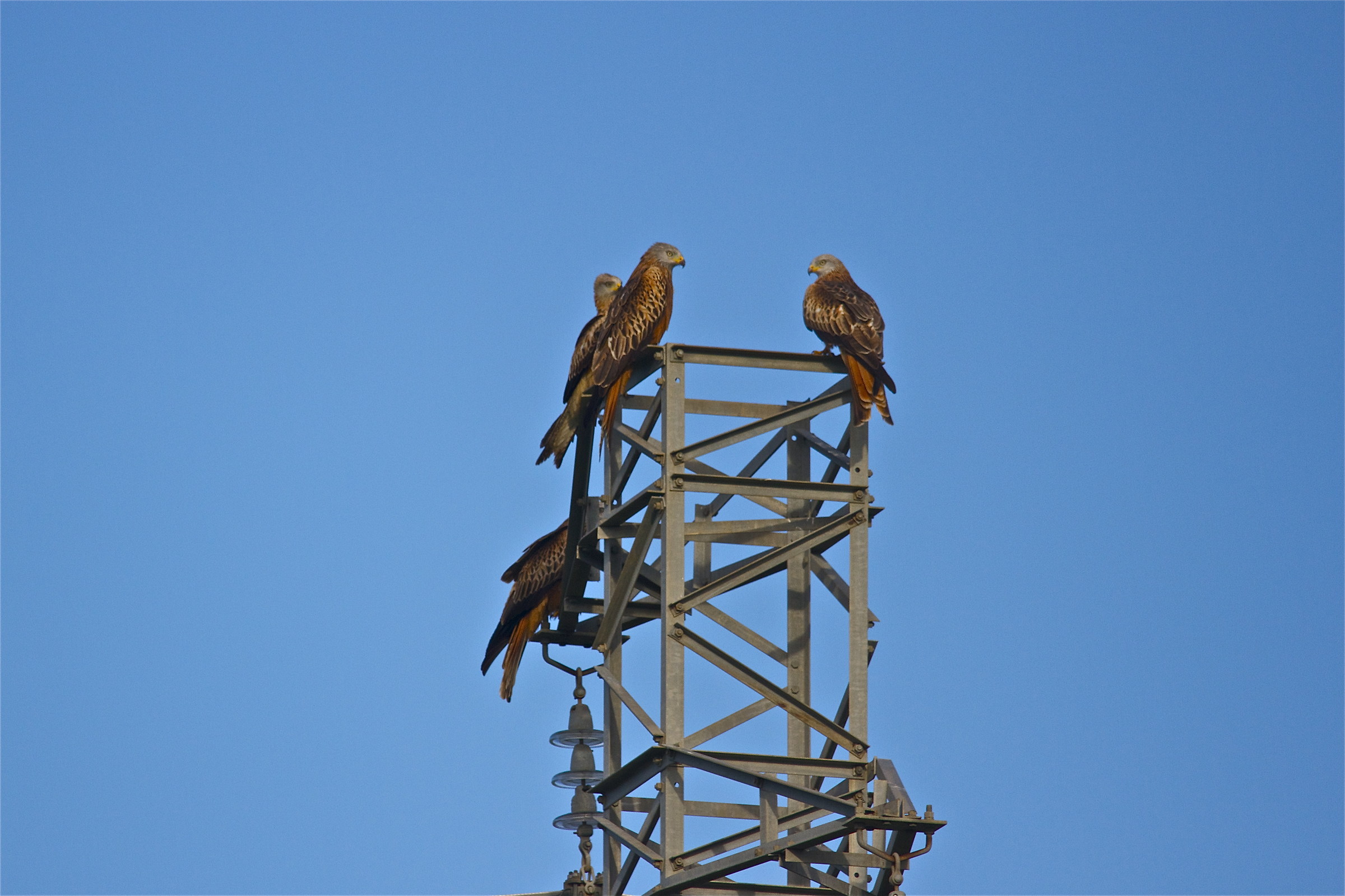life of red kites condominium
