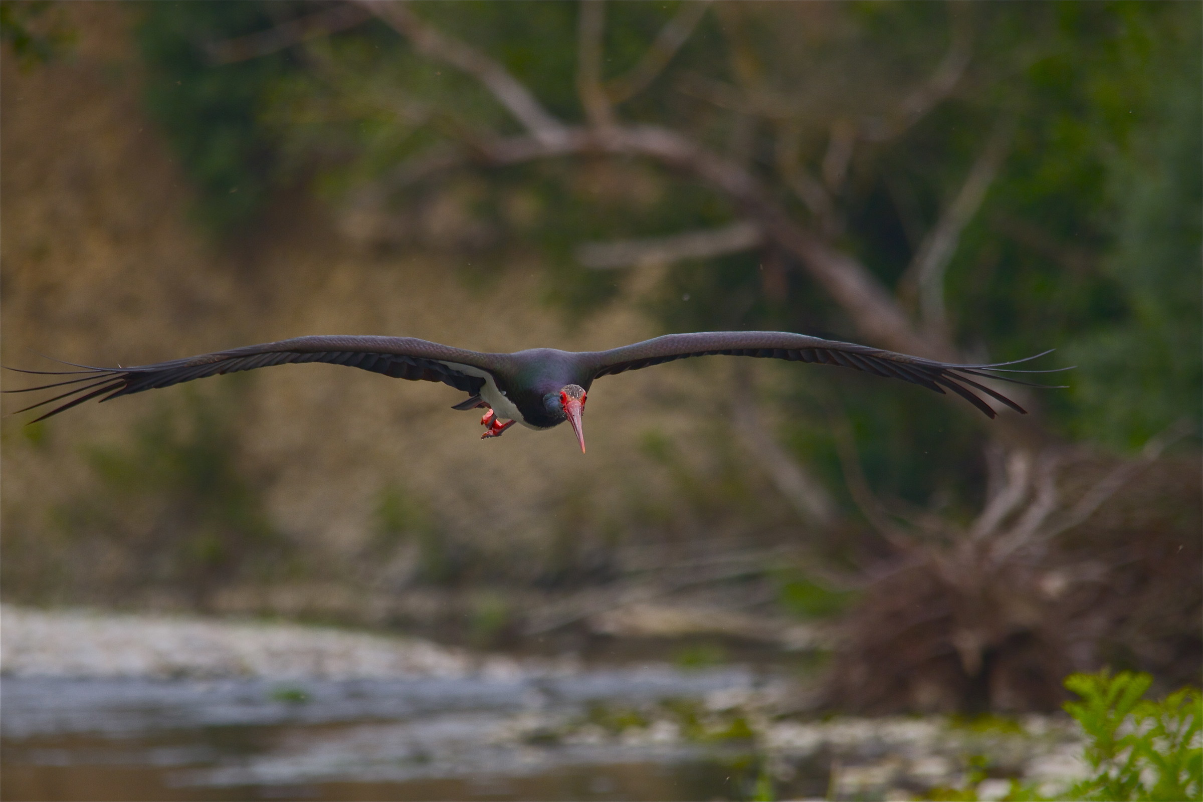 Black Stork coming