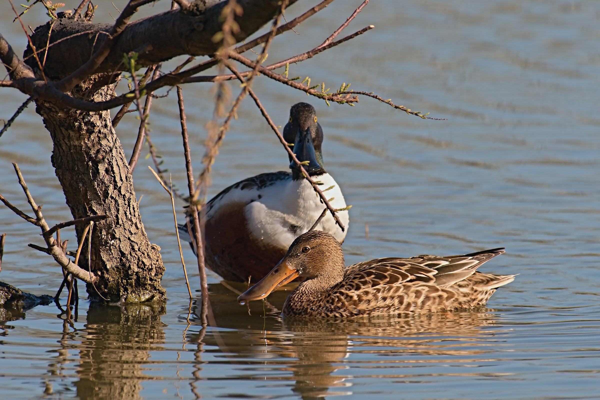 Shoveler