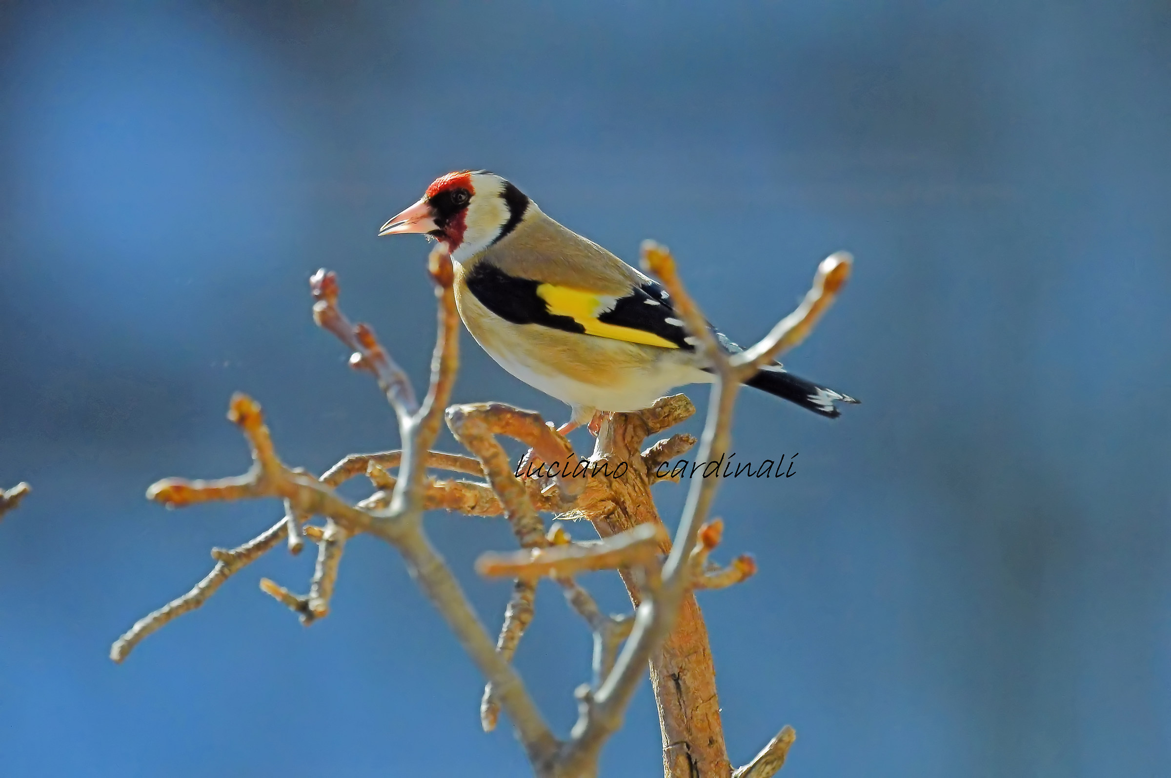 cardellino maschio