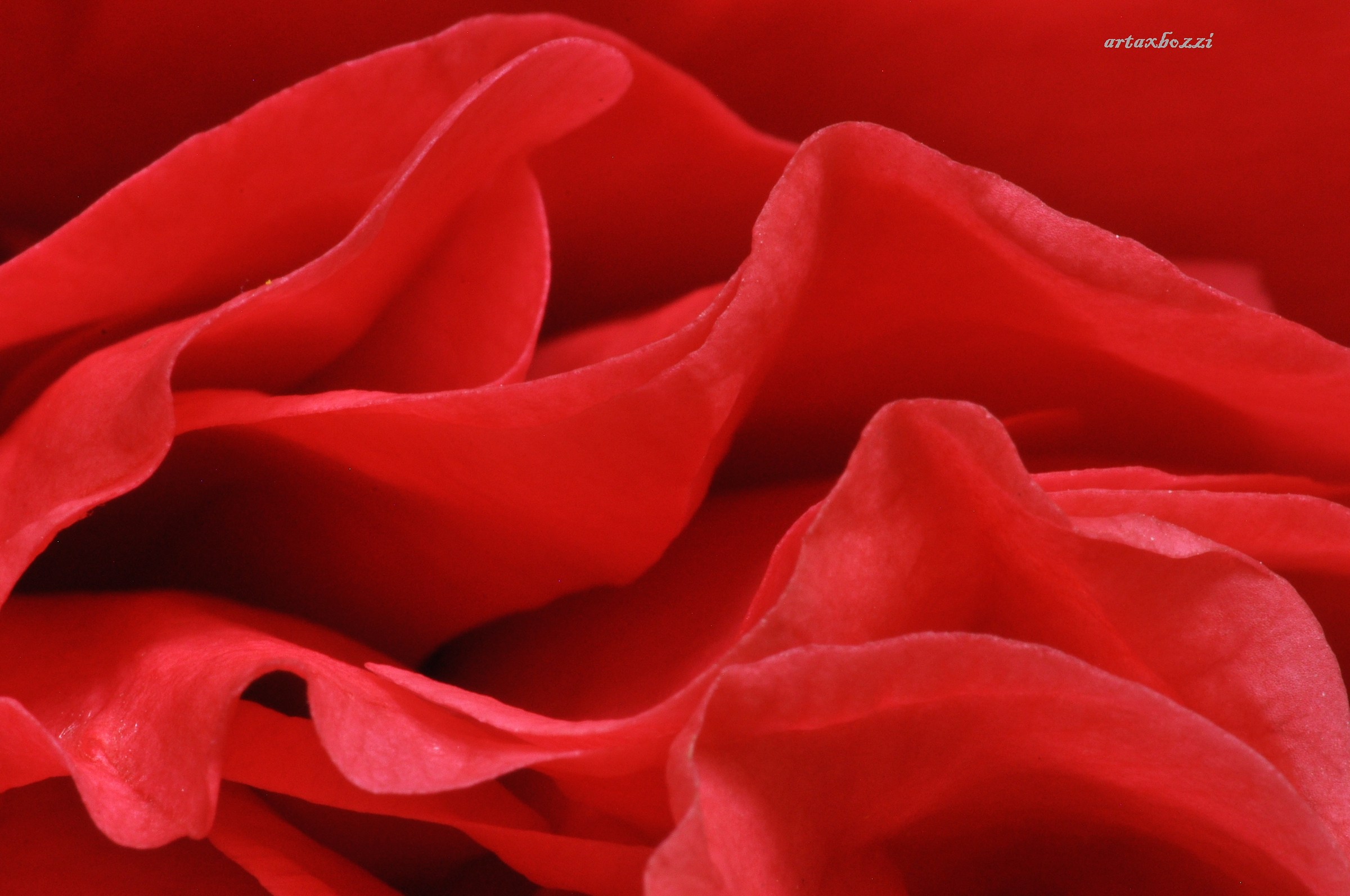 kramer supreme - Camellia - detail