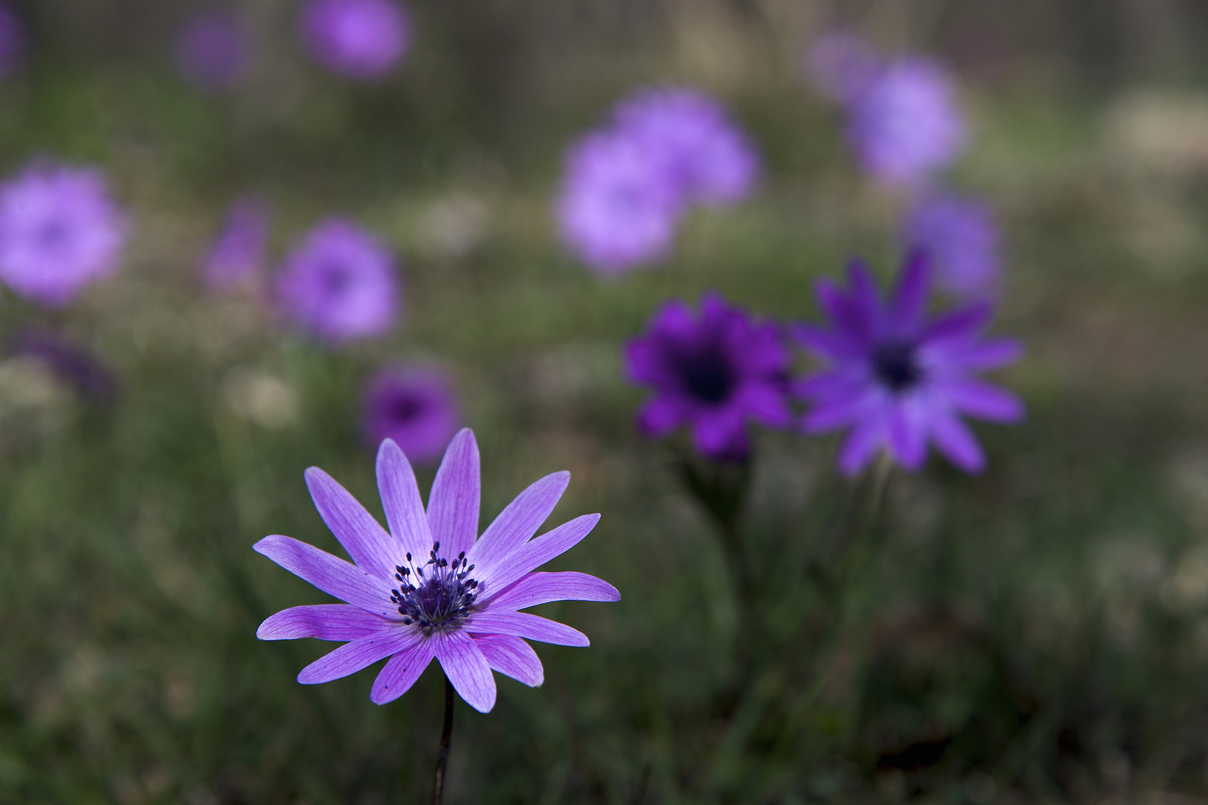 Anemoni stellate