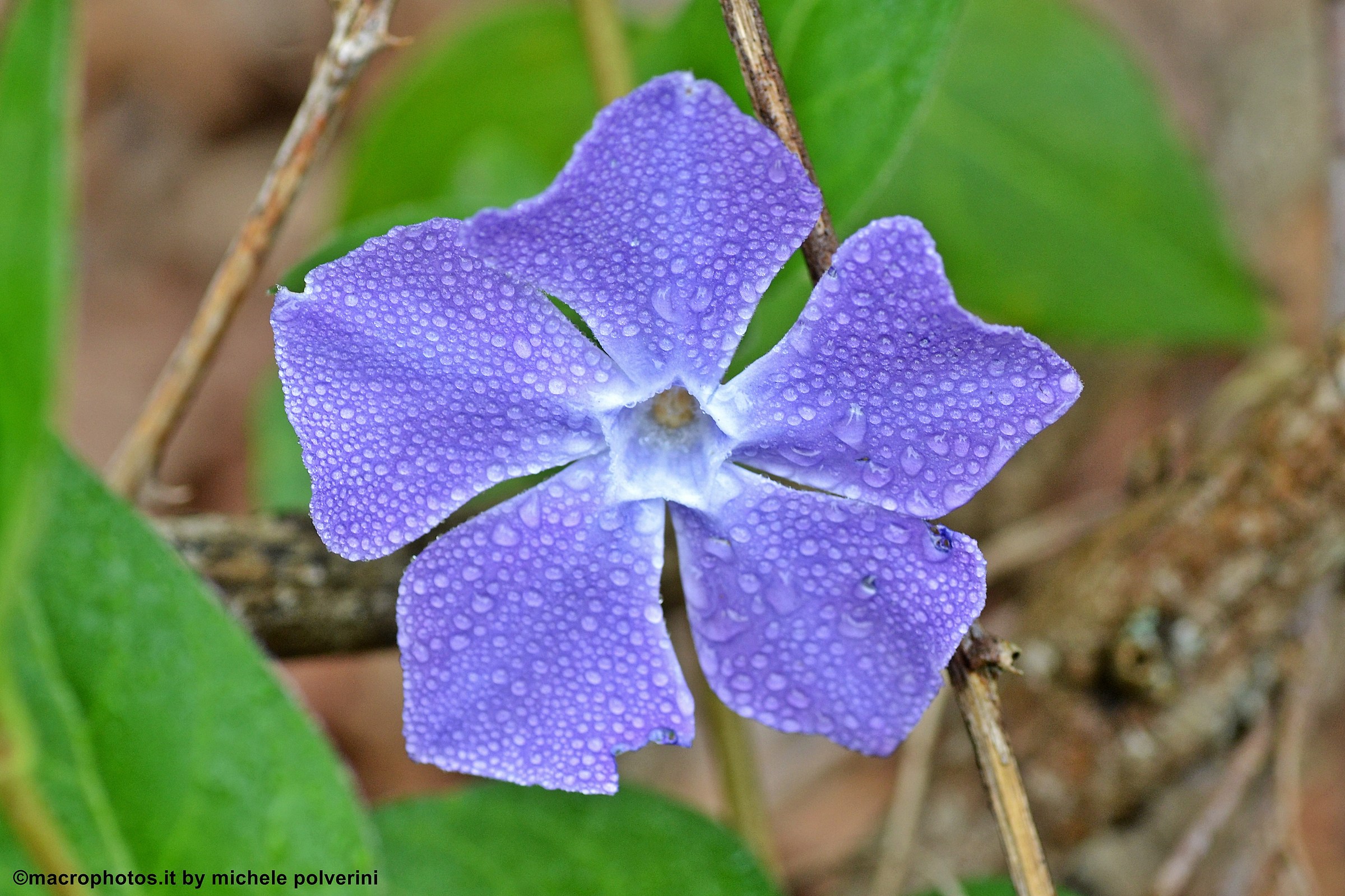 periwinkle